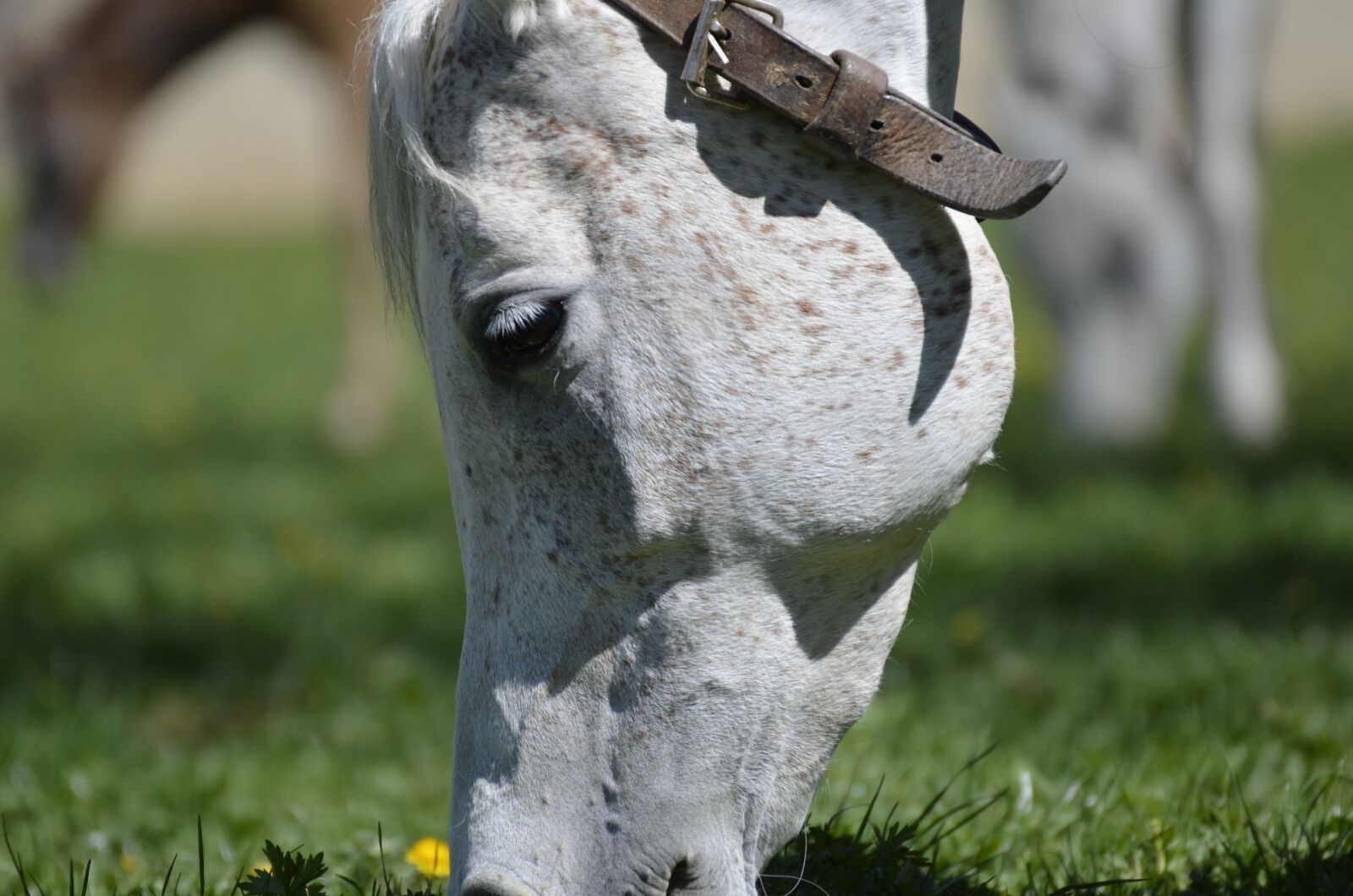 Nikon D5100 sample photo. Mold, mare, main and photography