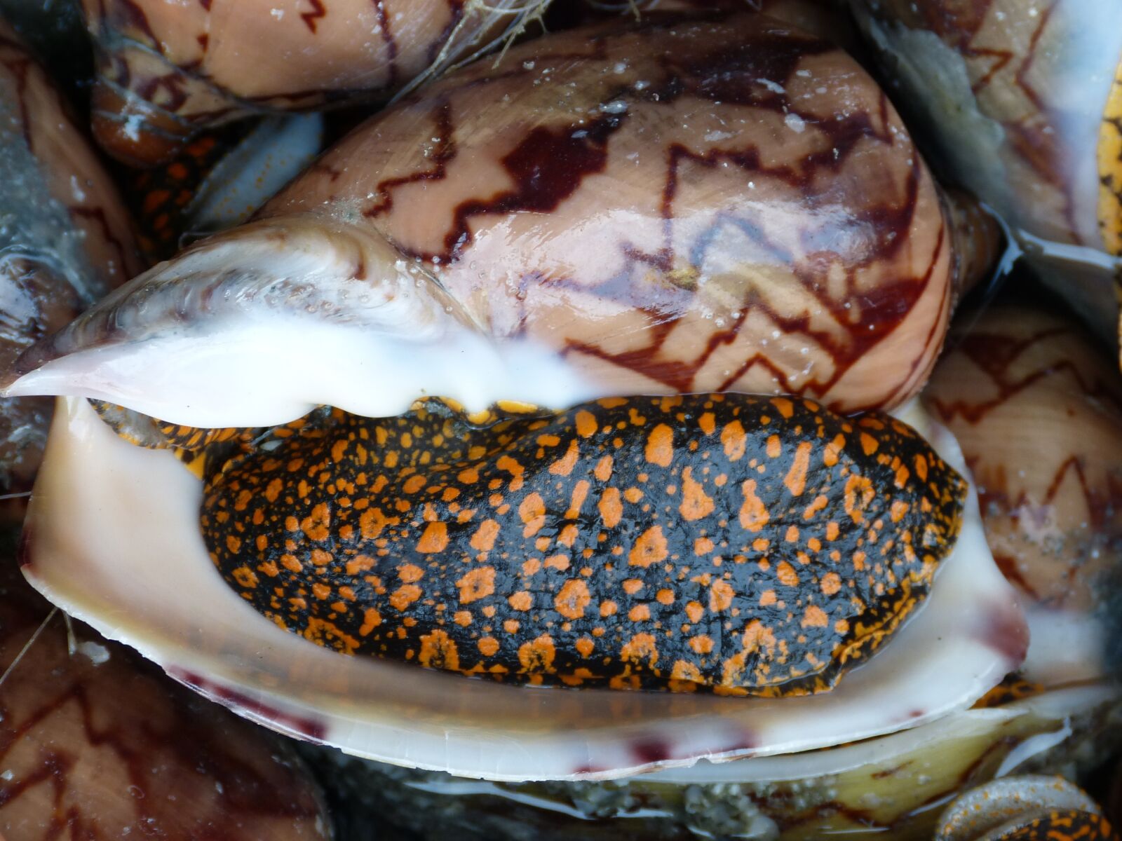 Panasonic Lumix DMC-FZ150 sample photo. Snail, shell, seafood photography