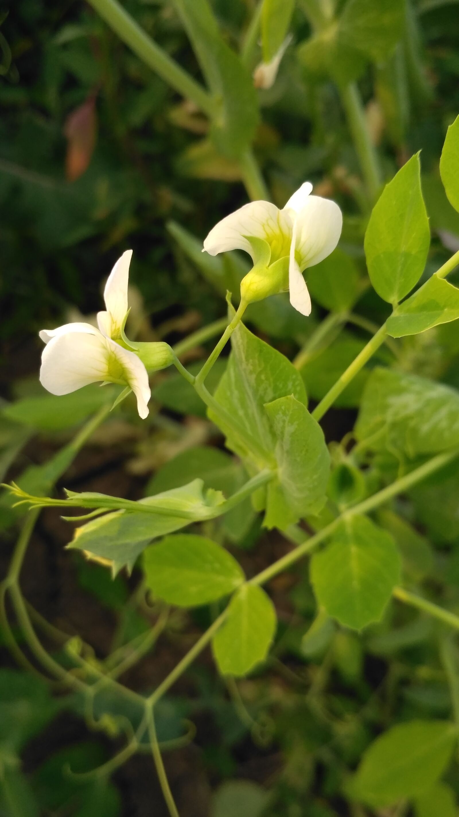 Xiaomi Redmi 3S sample photo. Beautiful, flower, green, happy photography