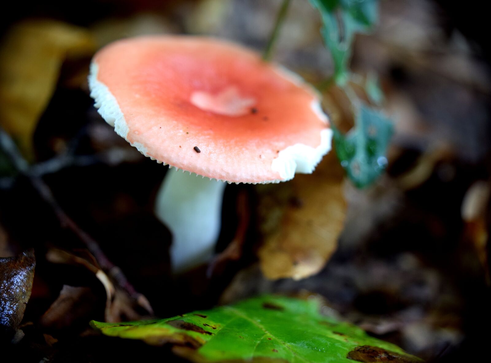 Nikon D5300 sample photo. Mushroom, forest, macro photography