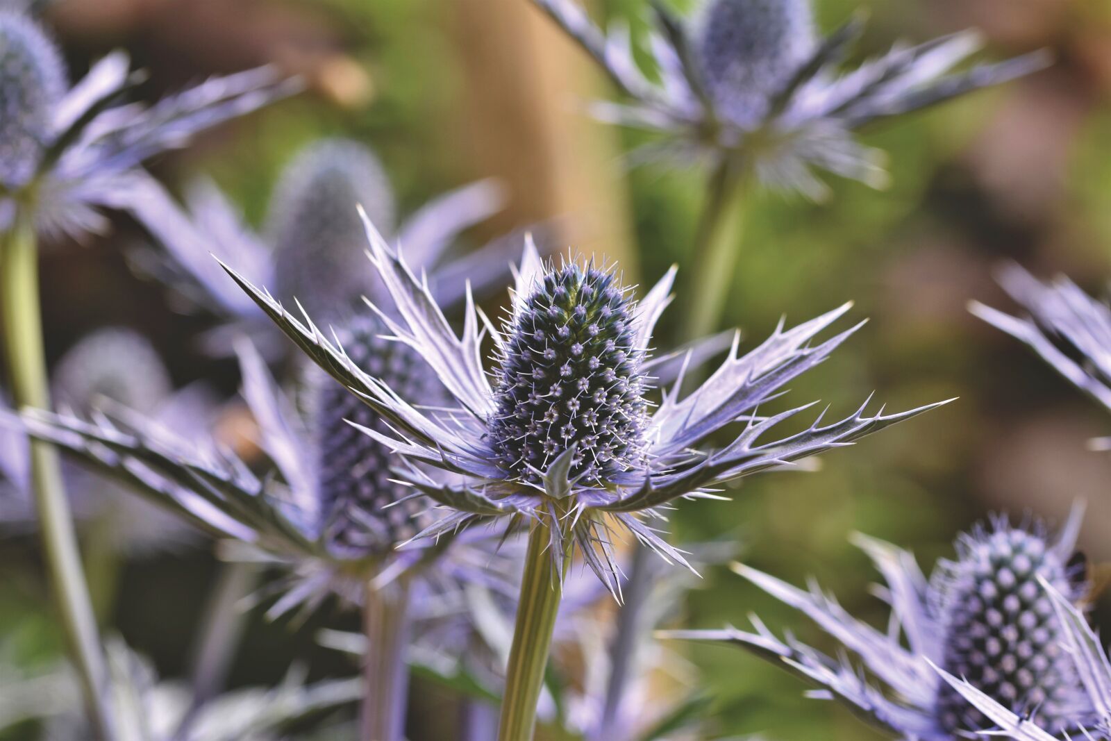 Nikon D7200 sample photo. Thistle, blue thistle, bee photography