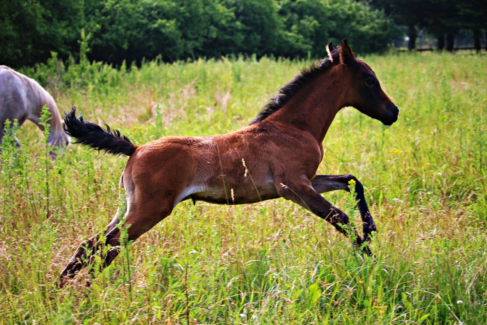 Canon EOS 100D (EOS Rebel SL1 / EOS Kiss X7) sample photo. Horse, foal, brown mold photography