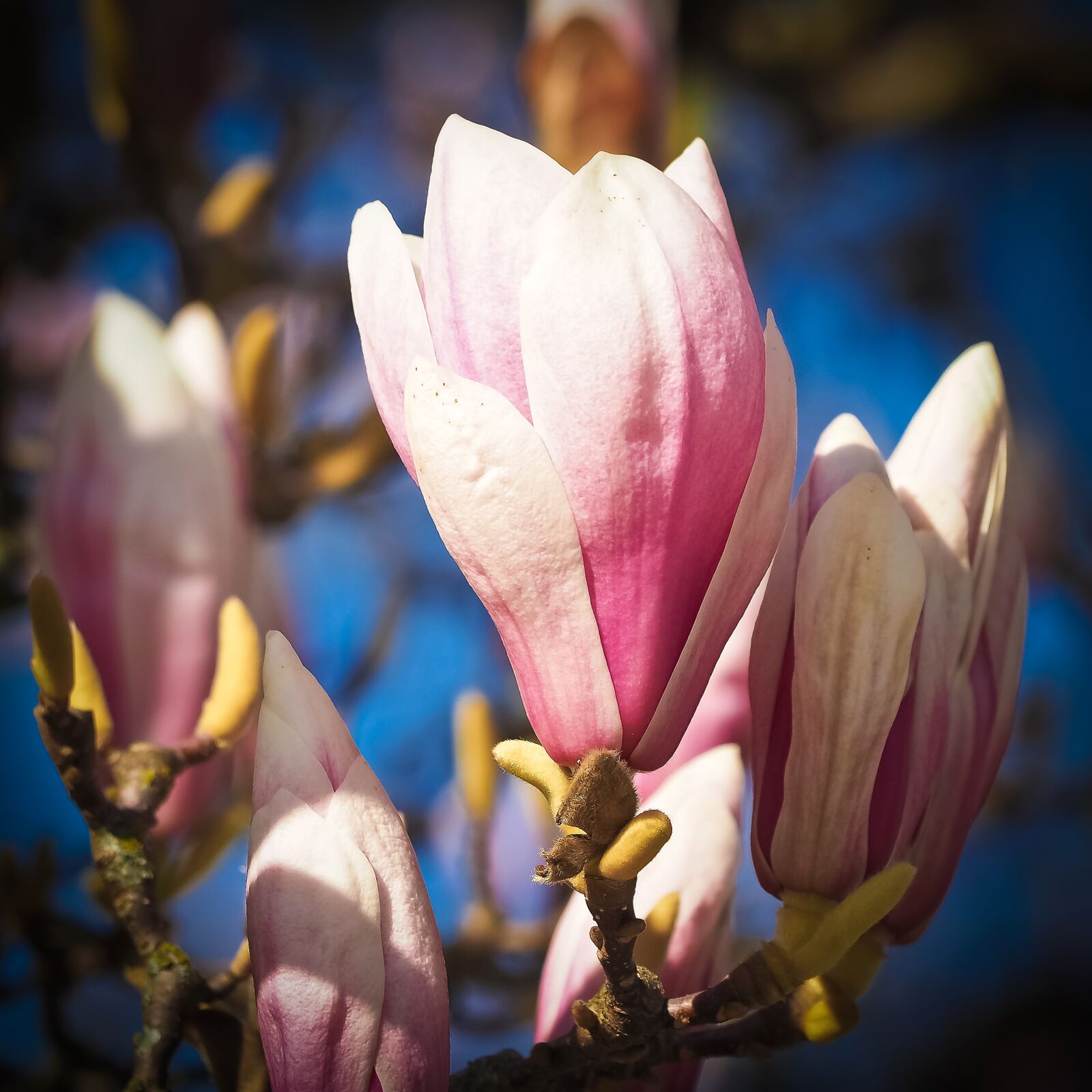 Olympus OM-D E-M10 sample photo. Magnolia, tree, flowers photography