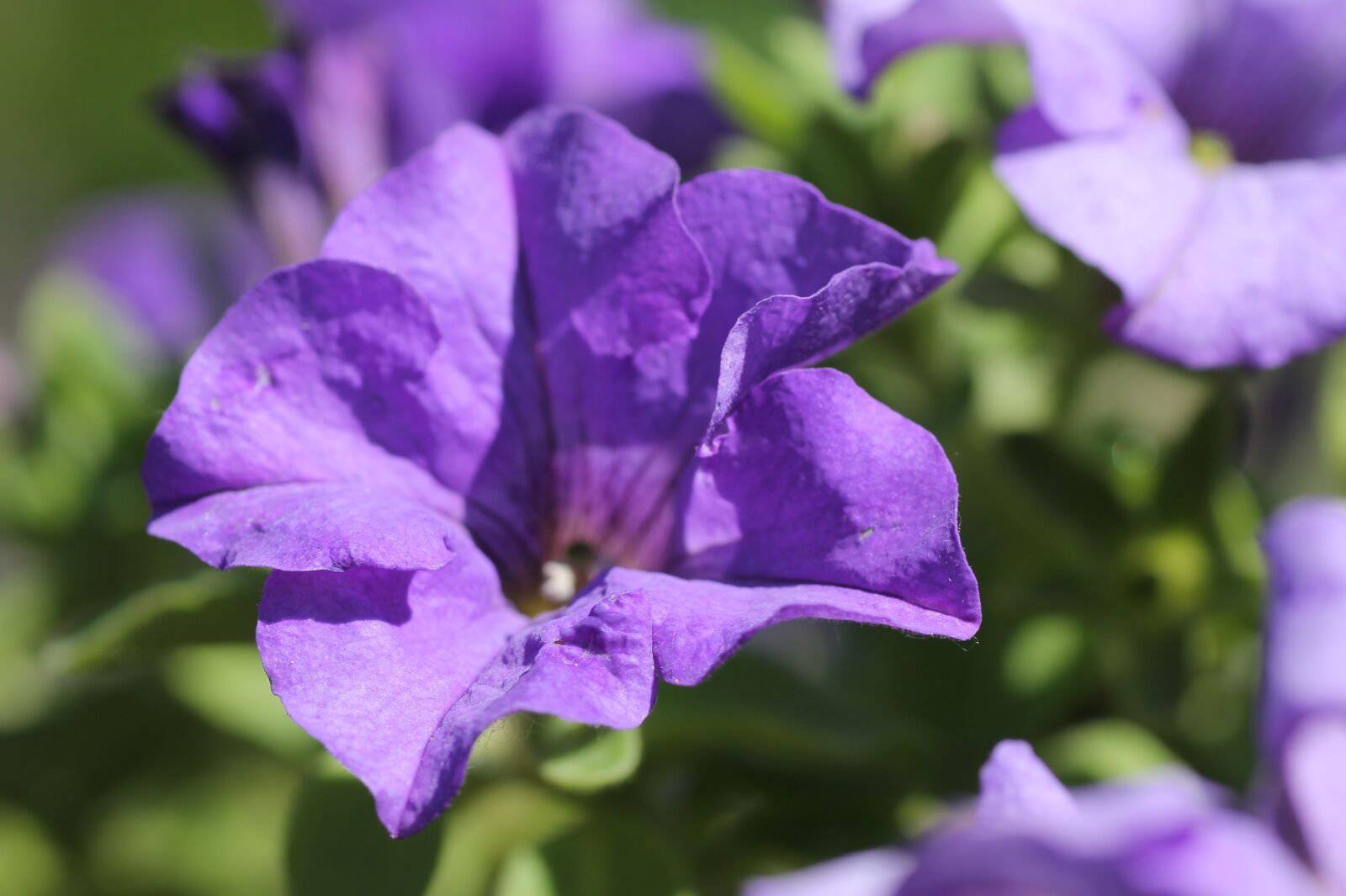 Canon EOS 1100D (EOS Rebel T3 / EOS Kiss X50) sample photo. Flower, nature, garden photography