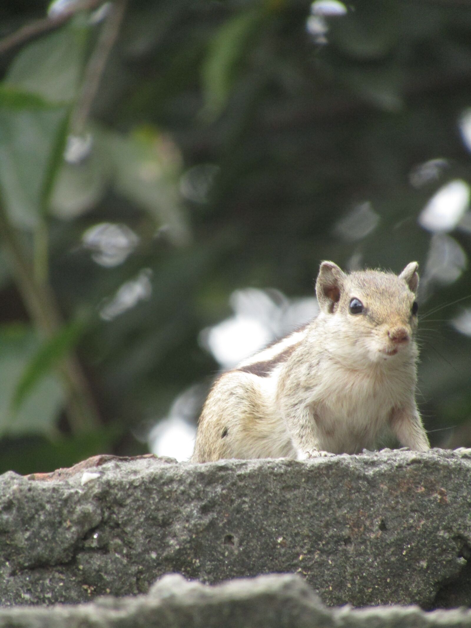 Canon POWERSHOT SX430 IS sample photo. Squirrel, wildlife, photography photography