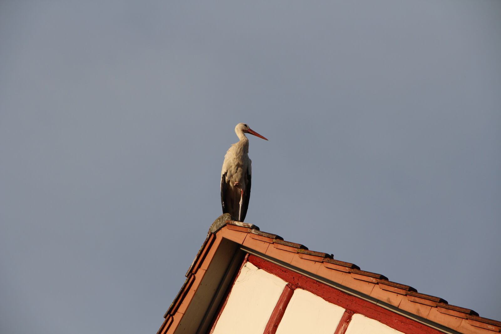 Canon EOS 700D (EOS Rebel T5i / EOS Kiss X7i) + Canon EF-S 18-135mm F3.5-5.6 IS STM sample photo. Stork, roof, sky photography