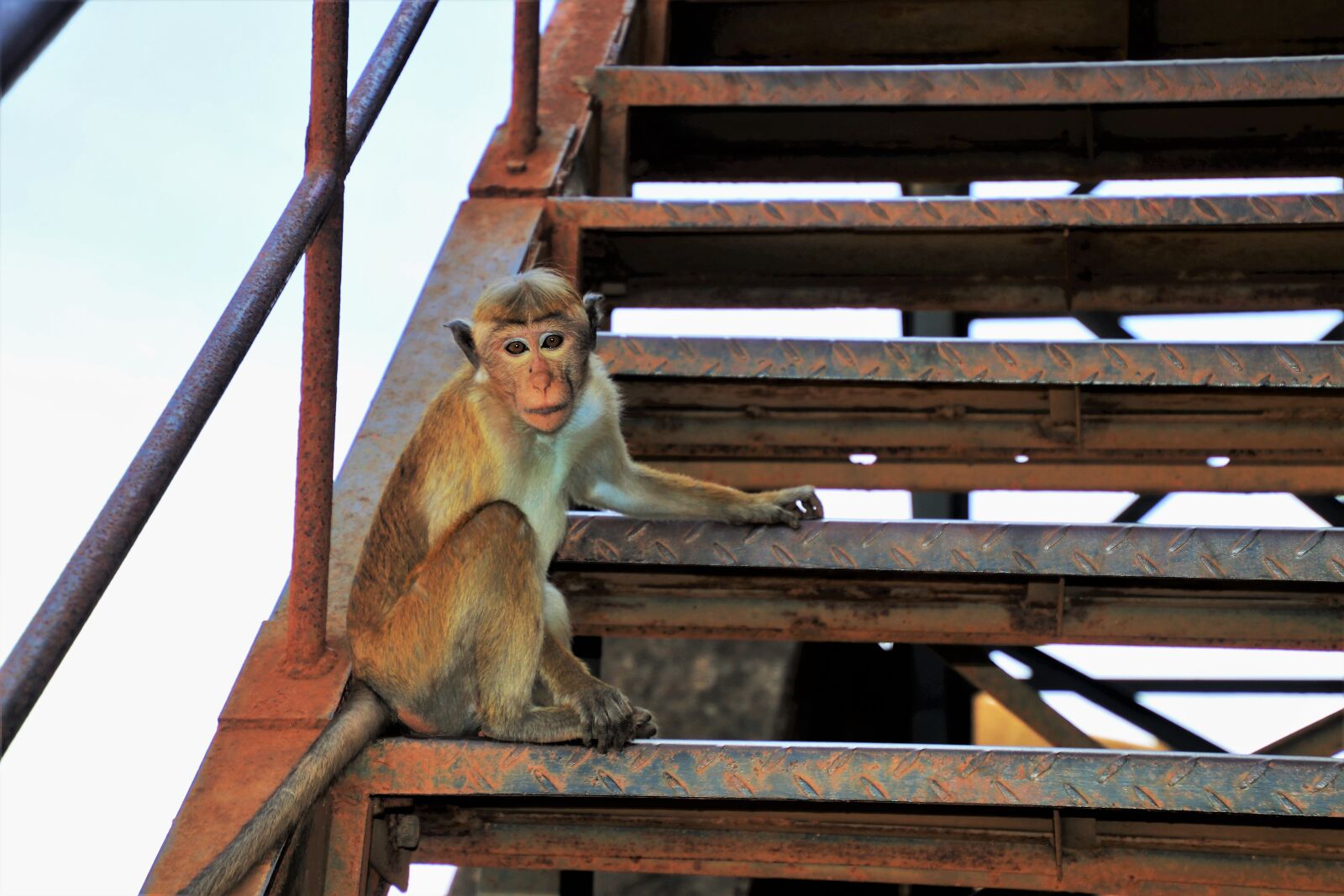 Canon EOS 80D sample photo. Monkey, primates, travel photography