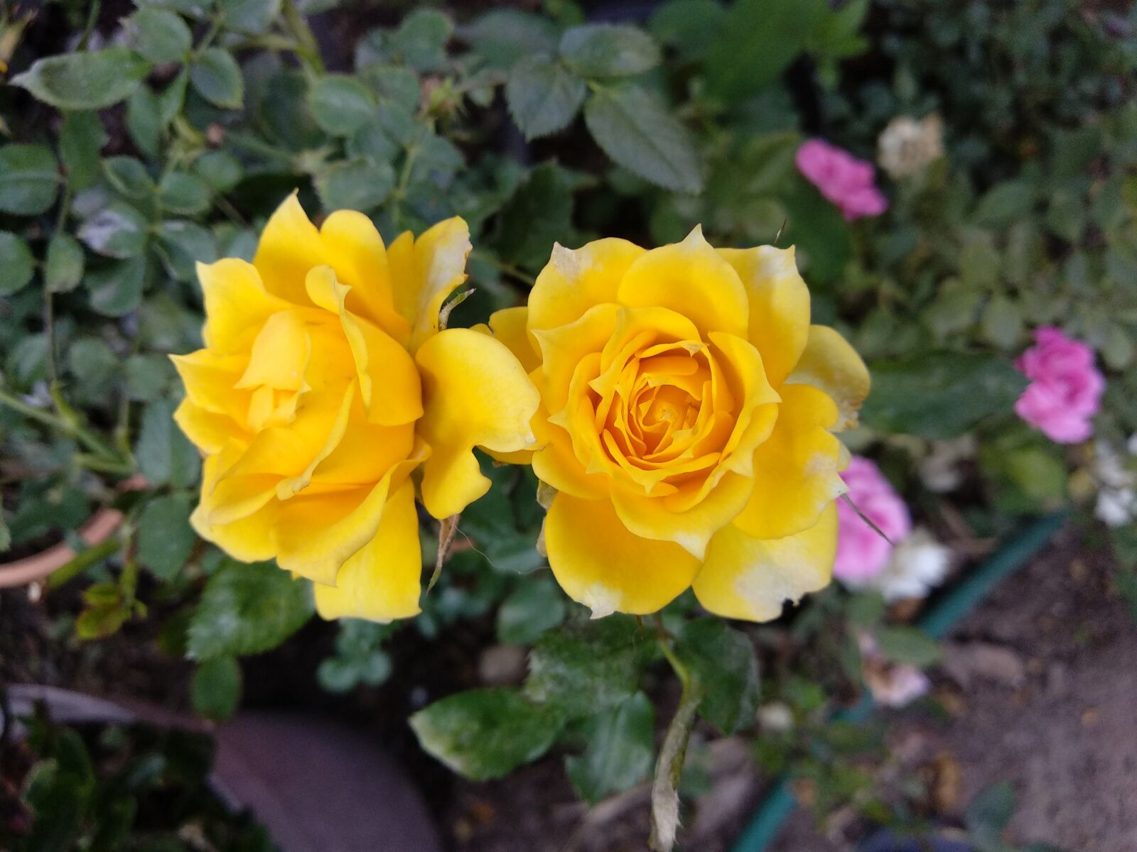 Xiaomi Mi A1 sample photo. Flower, garden photography