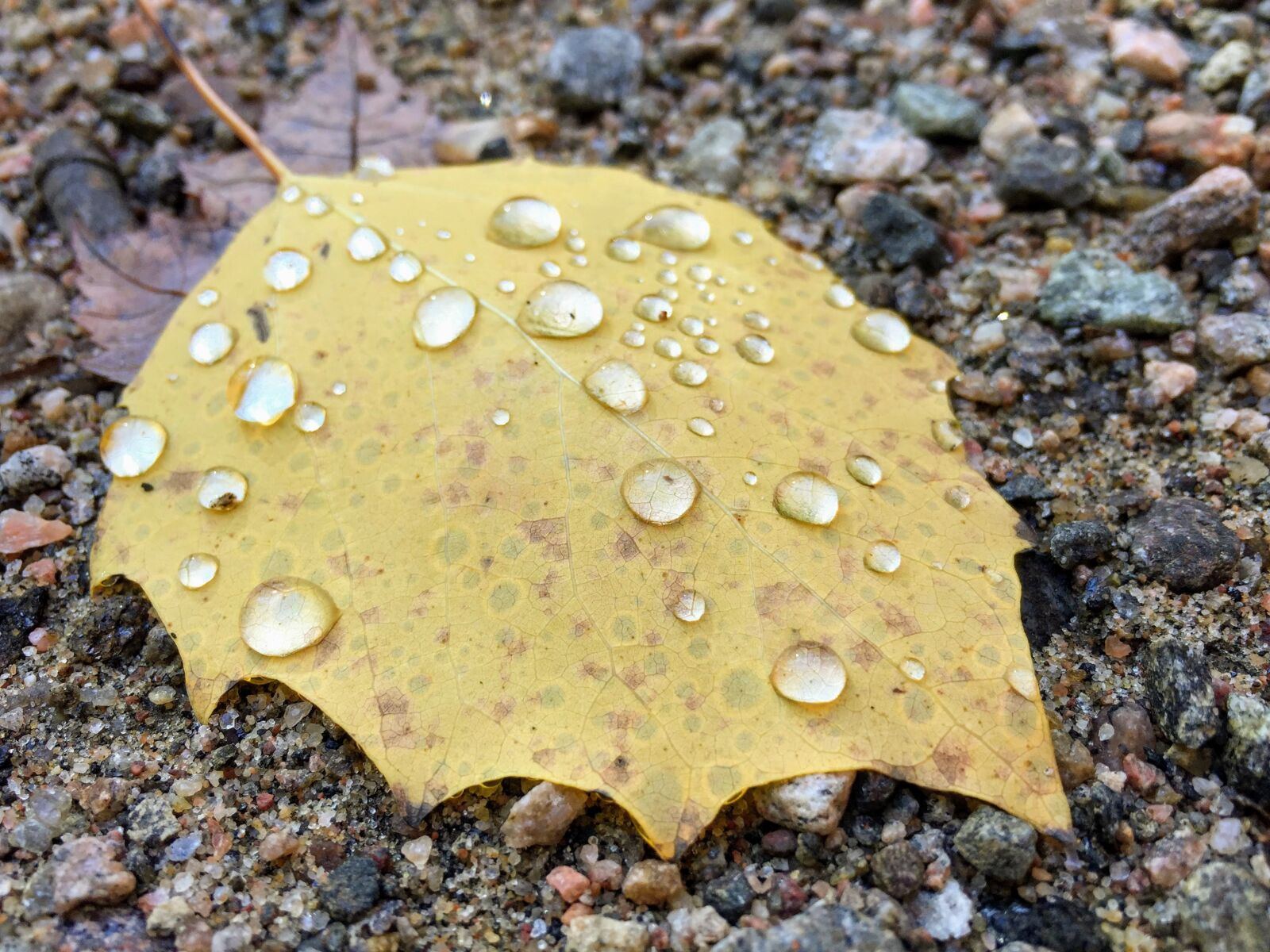 iPhone 6 back camera 4.15mm f/2.2 sample photo. Leaf, fall, autumn photography
