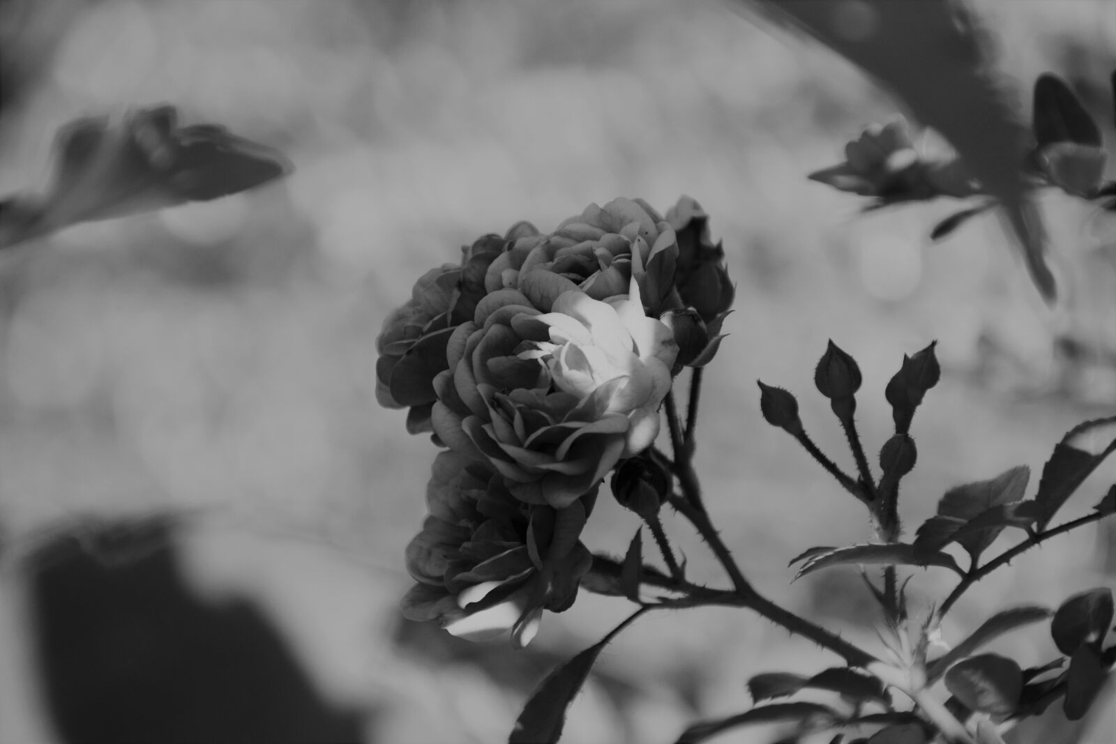 Nikon D3300 sample photo. Flower, black and white photography