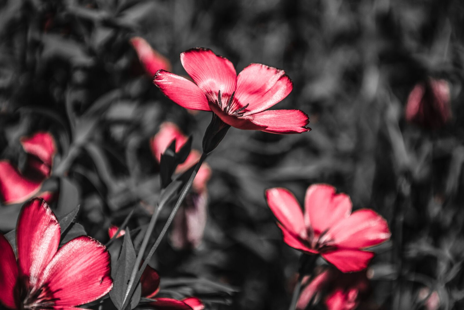 Nikon D3100 sample photo. Summer, flower, nature photography