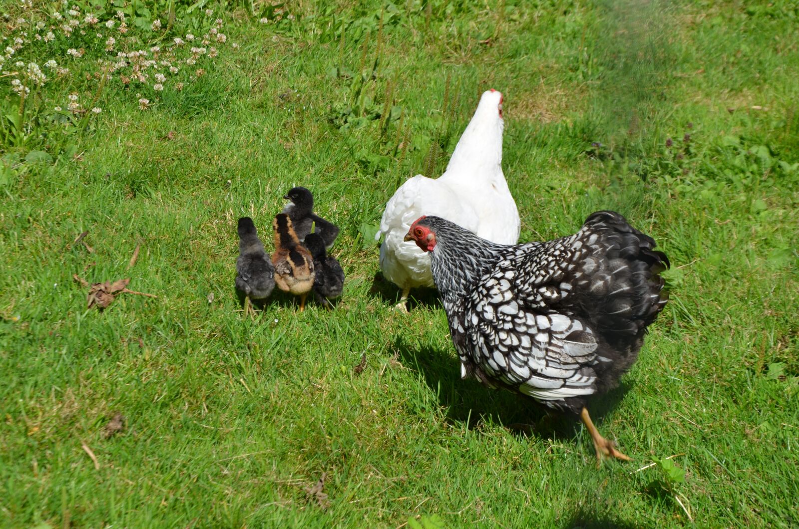 Nikon D7000 sample photo. Chickens, chicken, hen photography