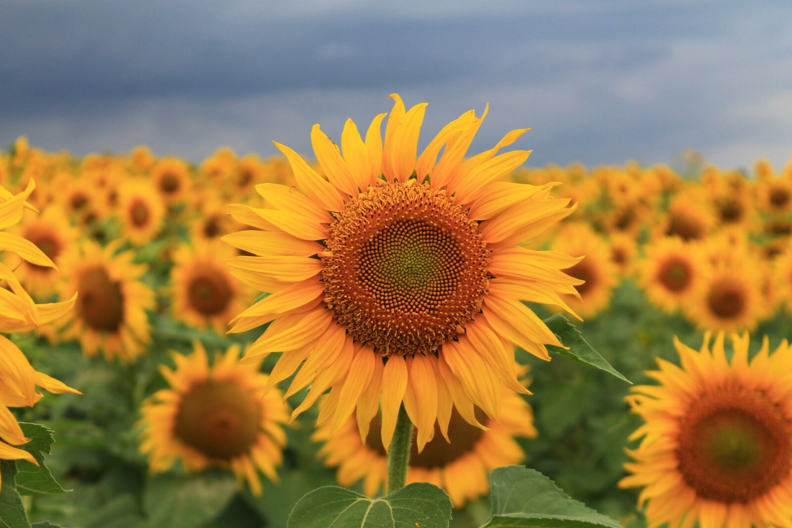 Canon EOS 1100D (EOS Rebel T3 / EOS Kiss X50) sample photo. Sunflower, summer, seed photography