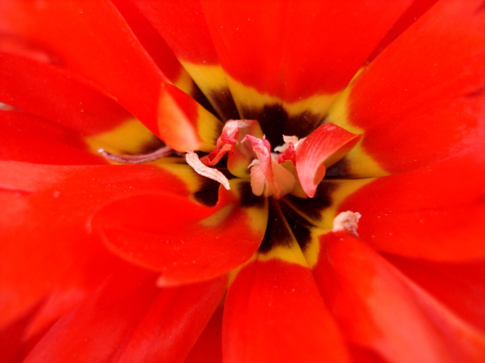Sony DSC-W30 sample photo. Tulip, flowers, tulips photography