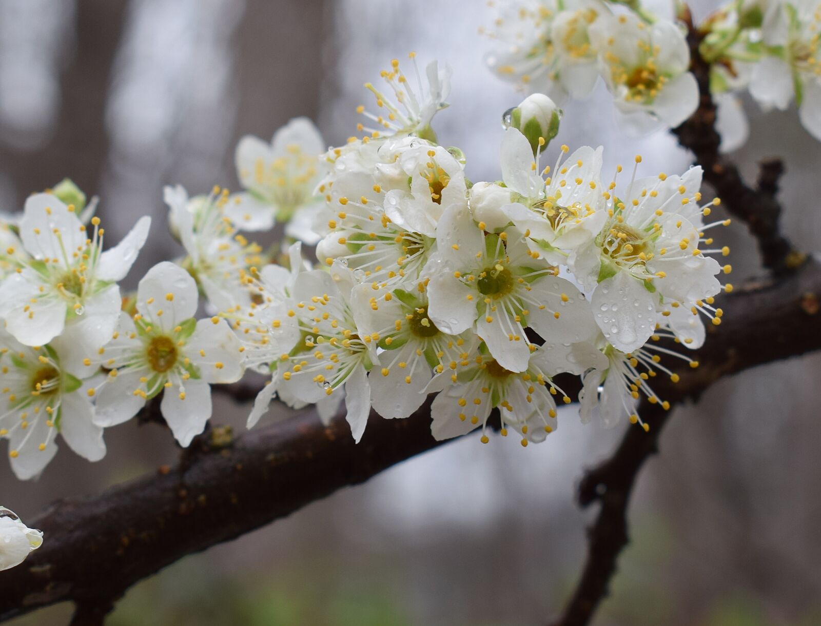 Nikon D3300 sample photo. Cherry blossoms in the photography