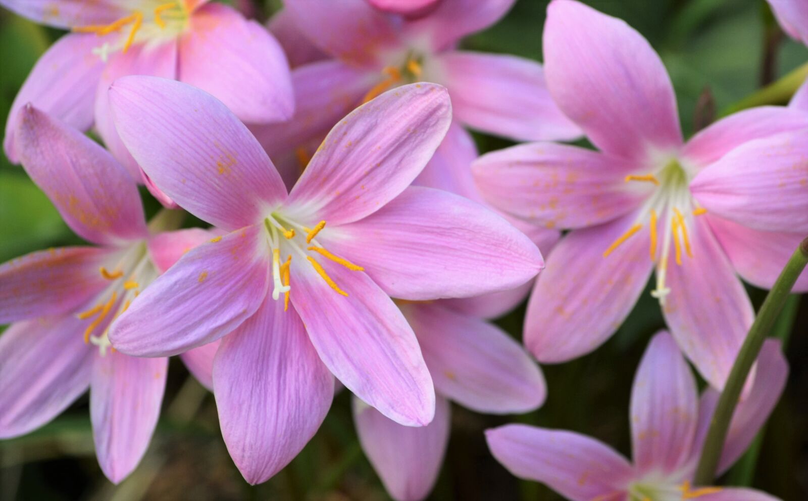 Nikon D3100 sample photo. Crocus, garden, flowers photography