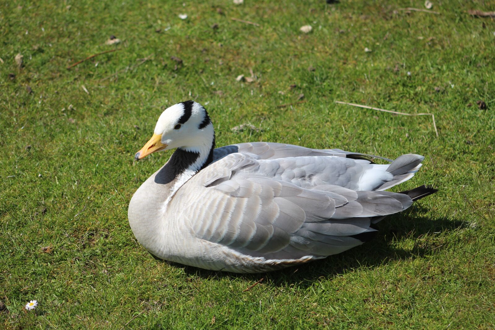 Canon EF 55-200mm F4.5-5.6 II USM sample photo. Bird, nature, goose wildlife photography