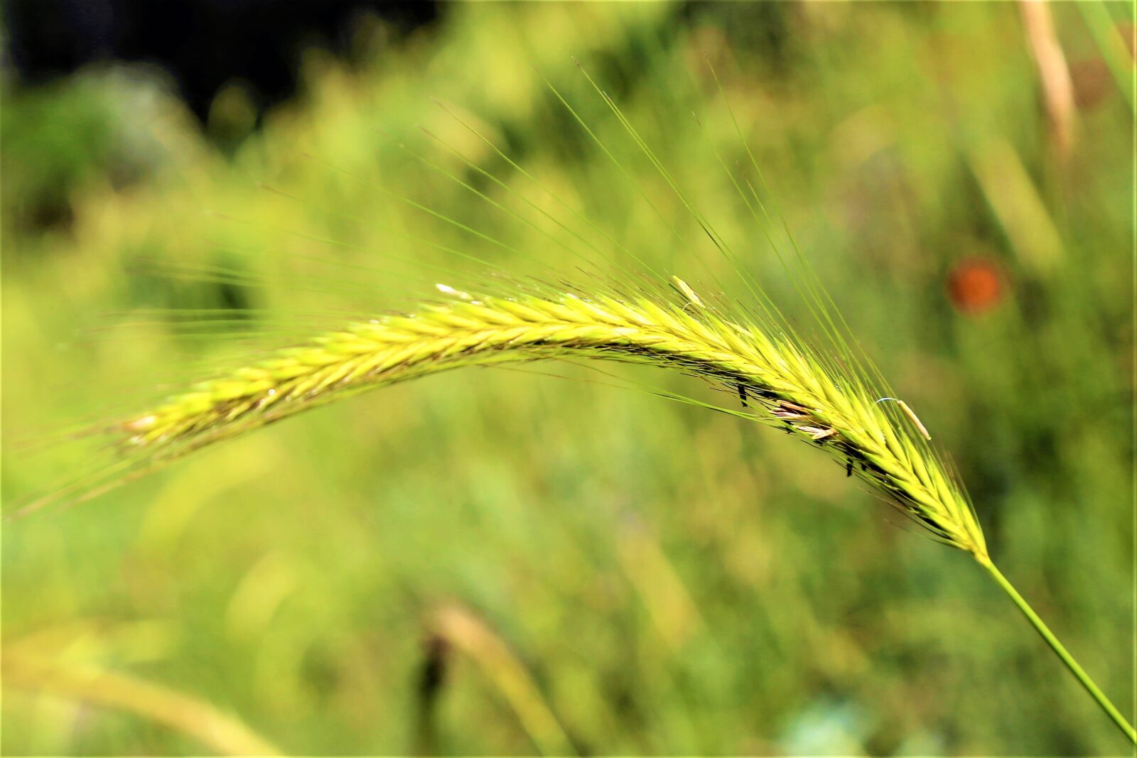 Canon EF 24-105mm F4L IS USM sample photo. Spike, spring, nature photography