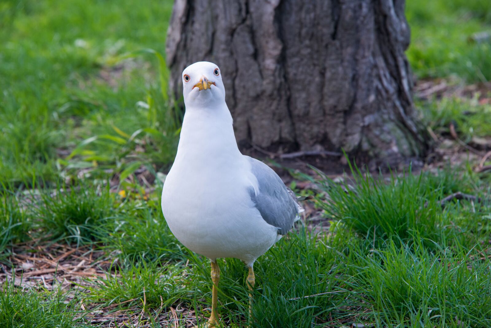 Nikon D800 sample photo. Seagull, birds, nature photography