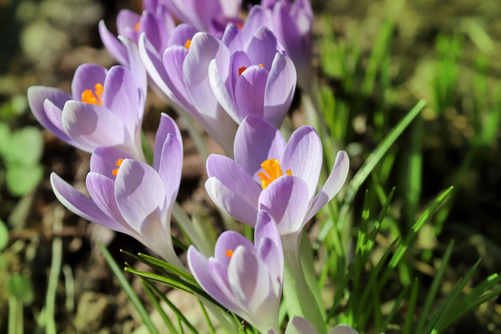 Canon EOS 200D (EOS Rebel SL2 / EOS Kiss X9) sample photo. Crocus, spring, lenz photography
