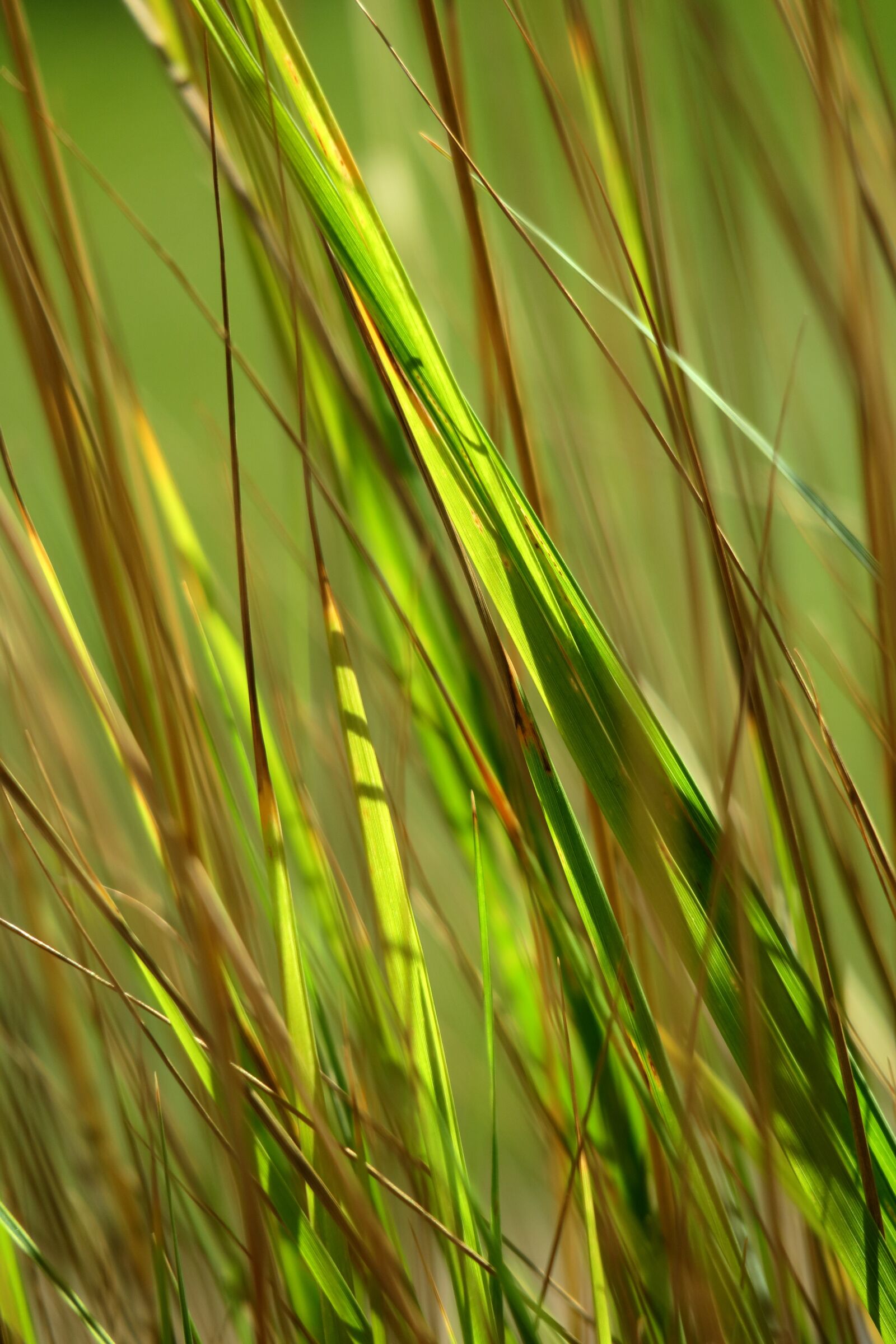 Canon PowerShot G3 X sample photo. Grass, blade of grass photography