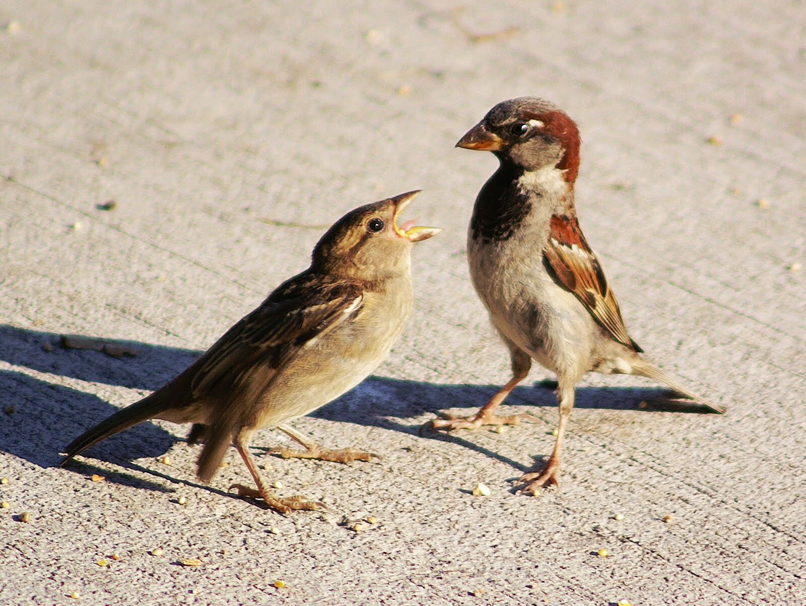 KONICA MINOLTA MAXXUM 5D sample photo. Birds, nature, brown photography