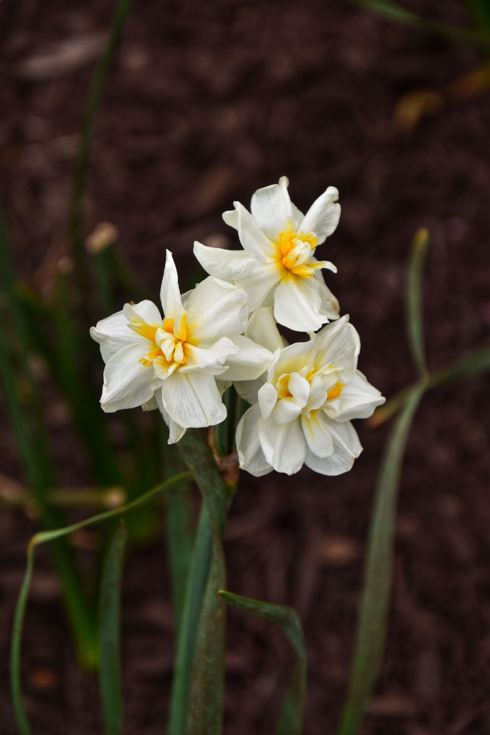 Nikon D5500 sample photo. Flowers, daffodils, spring photography