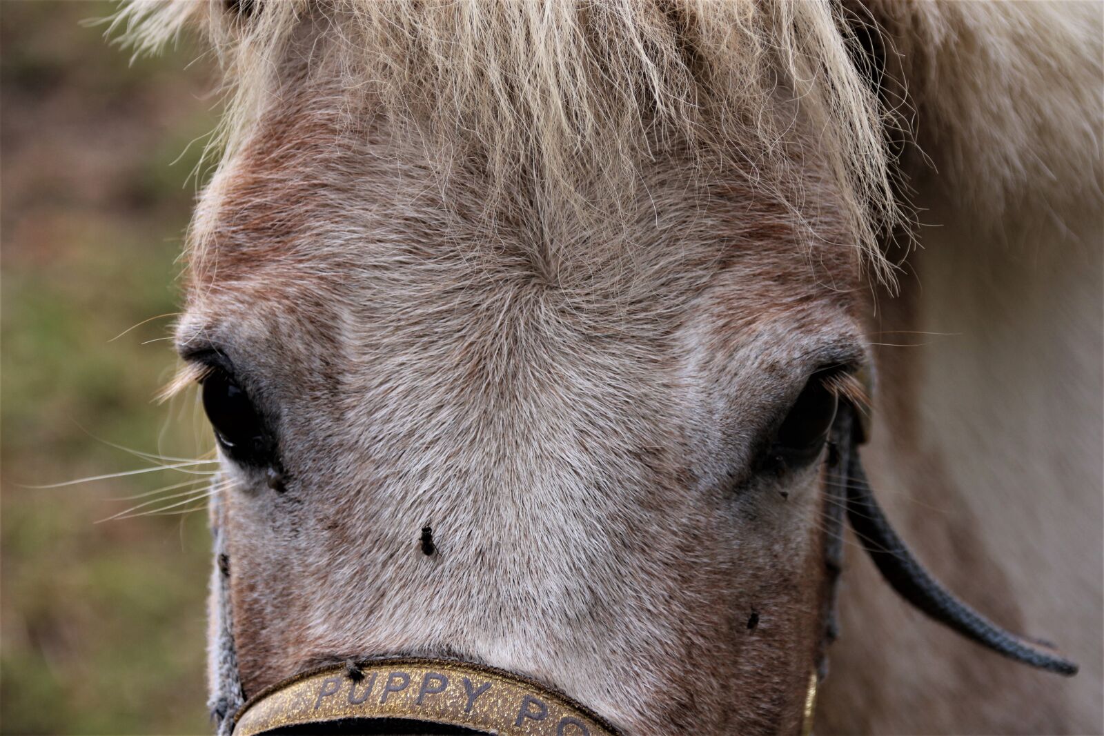 Canon EOS 700D (EOS Rebel T5i / EOS Kiss X7i) sample photo. Pony, animal, mammal photography
