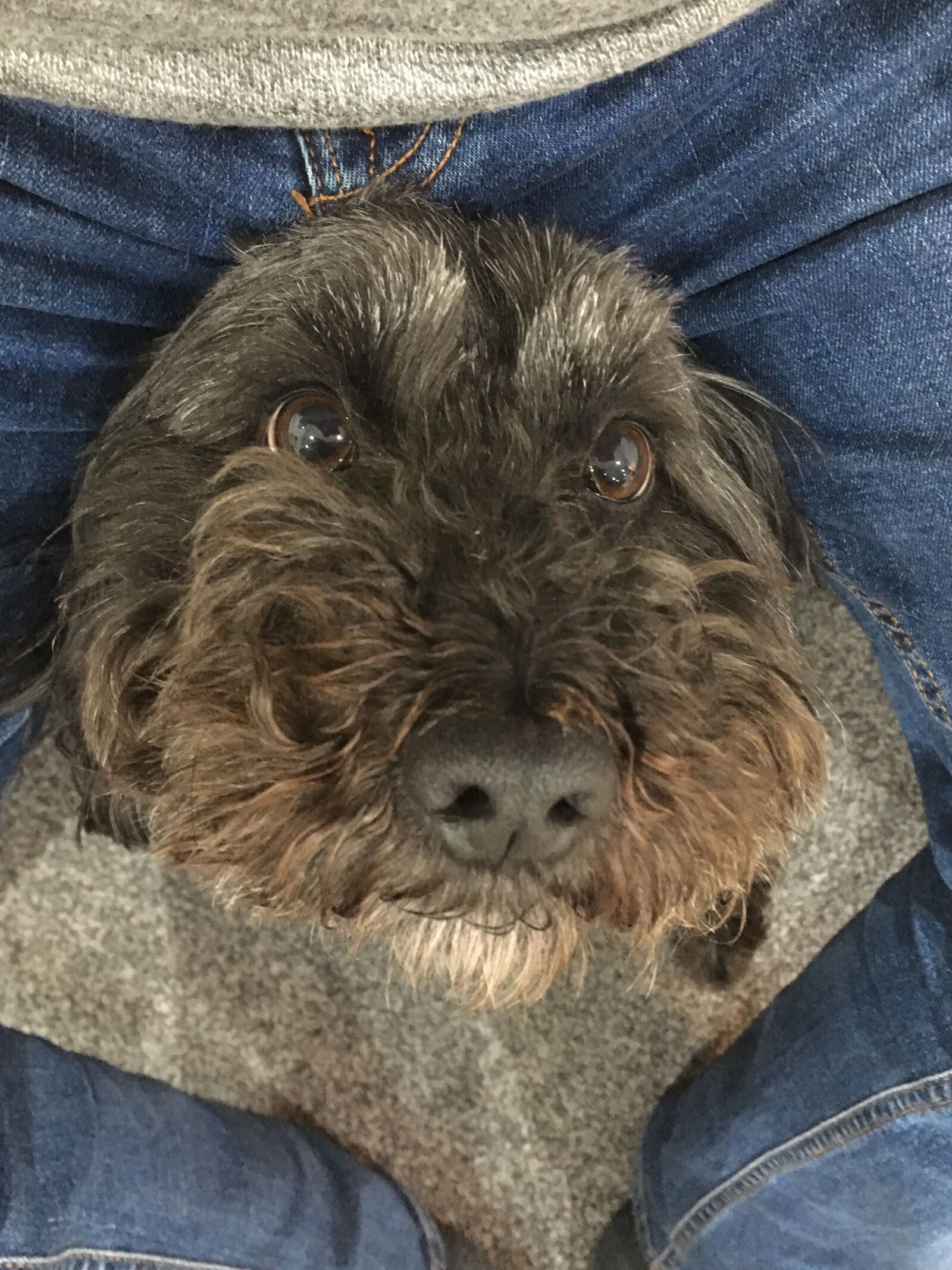 iPhone SE back camera 4.15mm f/2.2 sample photo. Cockapoo, looking, happy photography