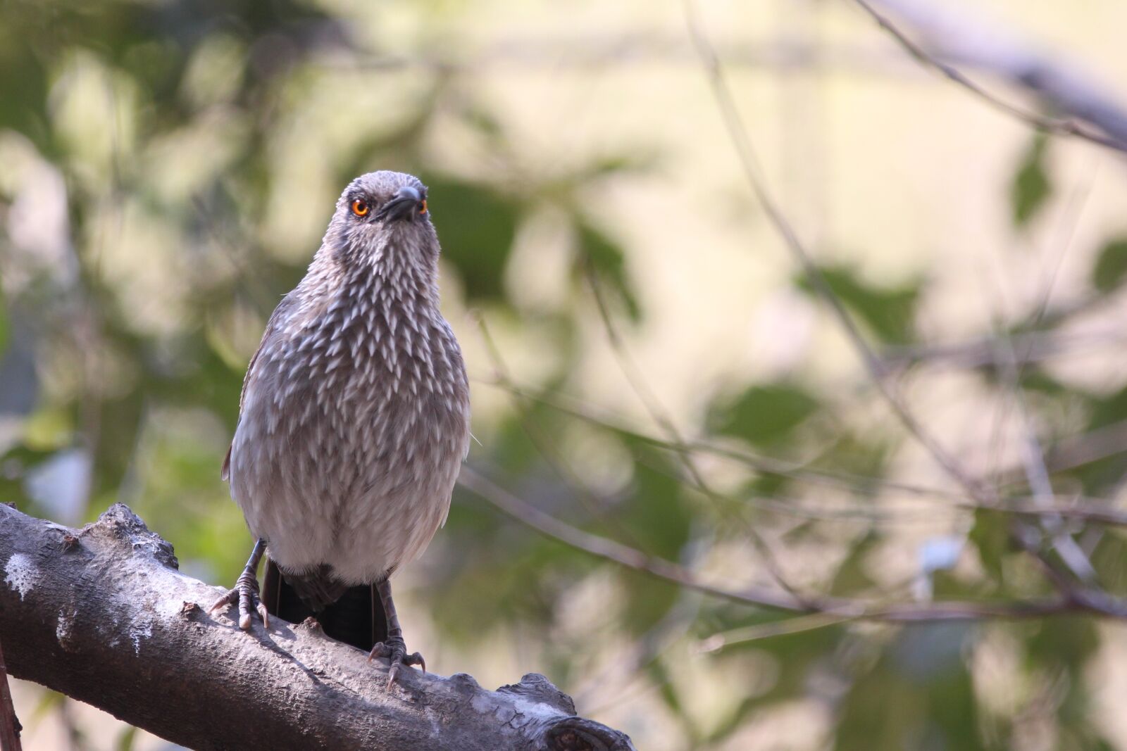 150-600mm F5-6.3 DG OS HSM | Contemporary 015 sample photo. Babbler, bird, birdwatching photography