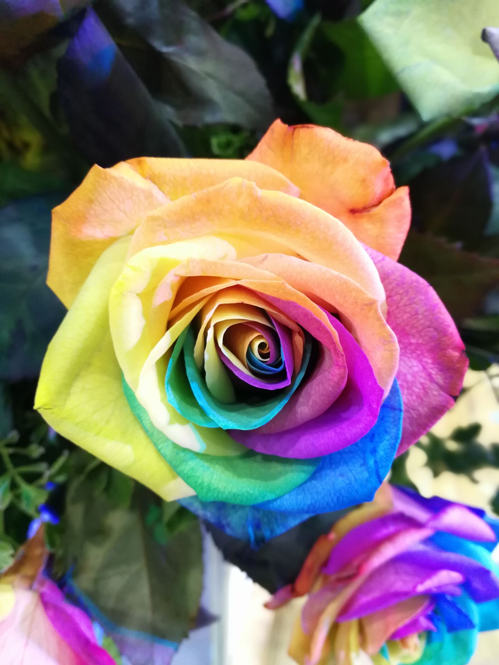 HUAWEI Mate 9 sample photo. Flower, rainbow rose, closeup photography