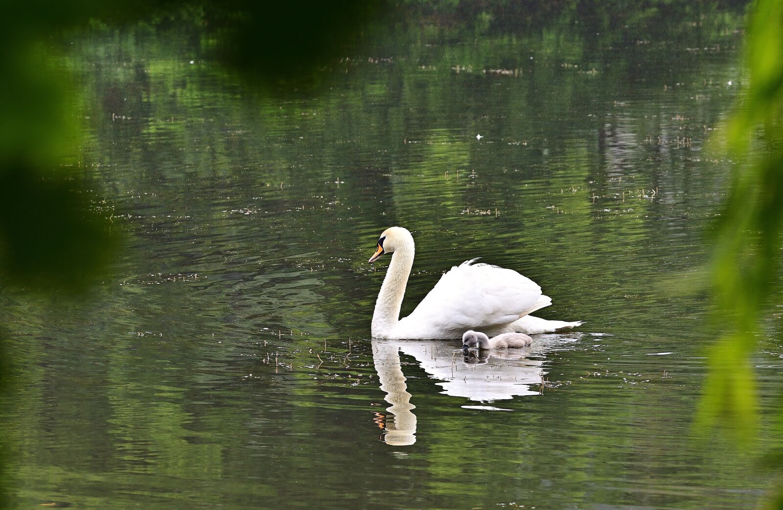 Nikon D5600 sample photo. Swan, water, swim photography