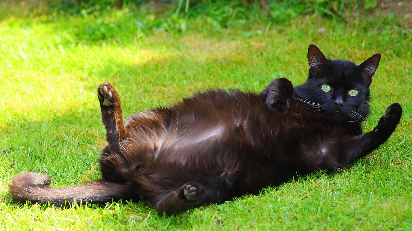 150-600mm F5-6.3 DG OS HSM | Contemporary 015 sample photo. Cat, sweet, pet photography