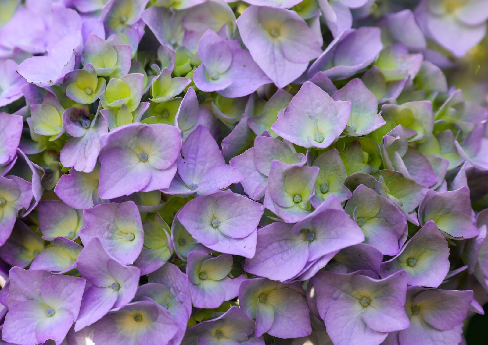 Canon EOS 5D Mark IV sample photo. Hydrangea, purple flower, petal photography