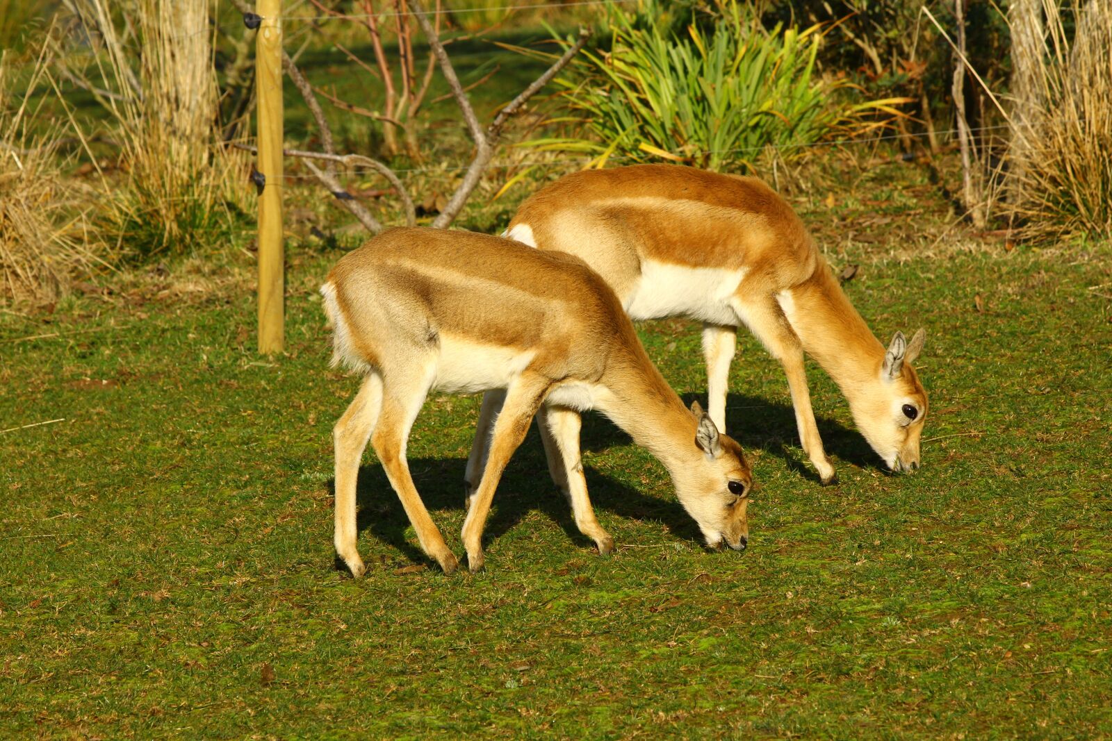 Canon EOS 60D + Canon EF 70-300mm F4-5.6 IS USM sample photo. Antelopes, animals, zoo photography