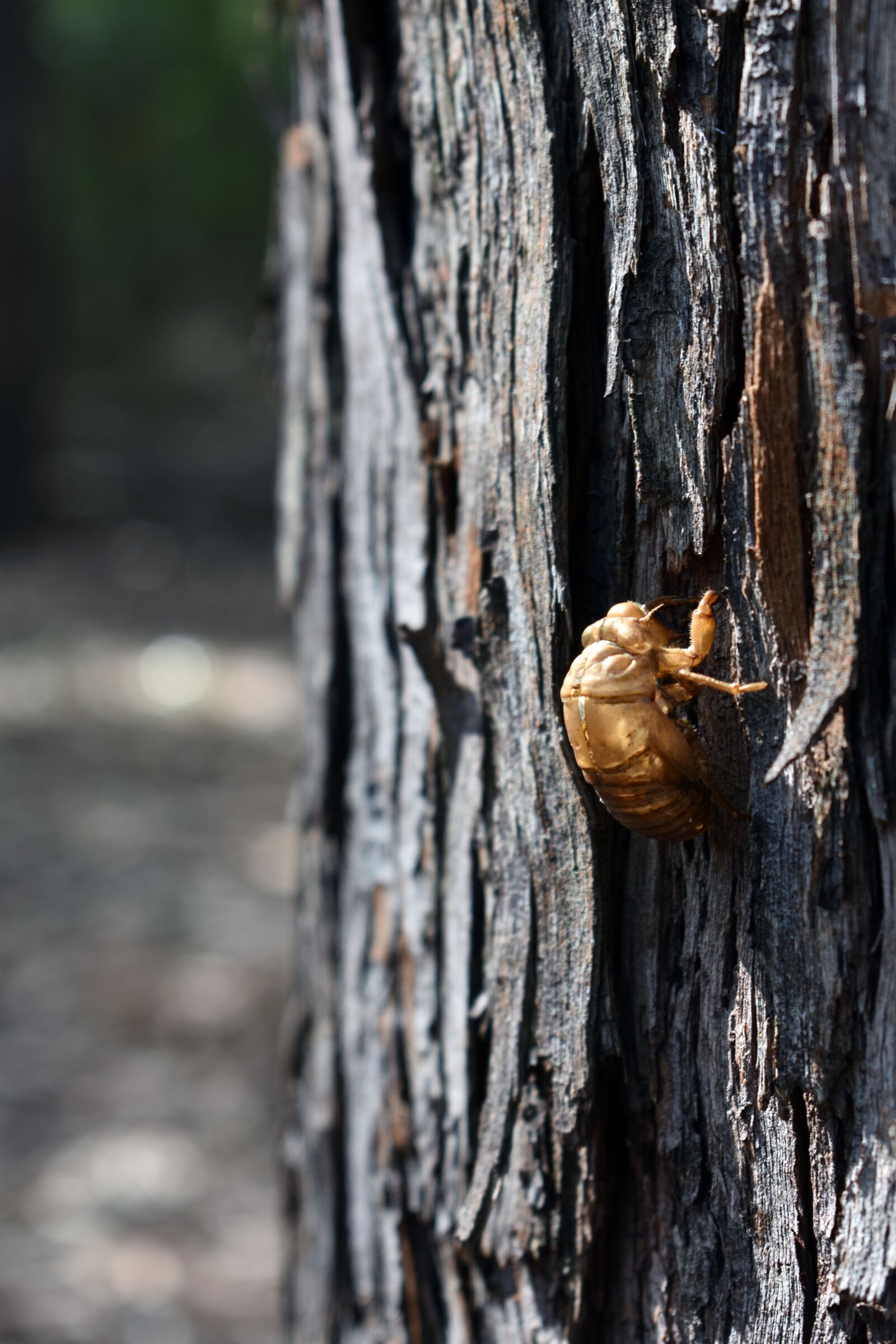 Nikon D3400 sample photo. Cicada shell, insect, shell photography
