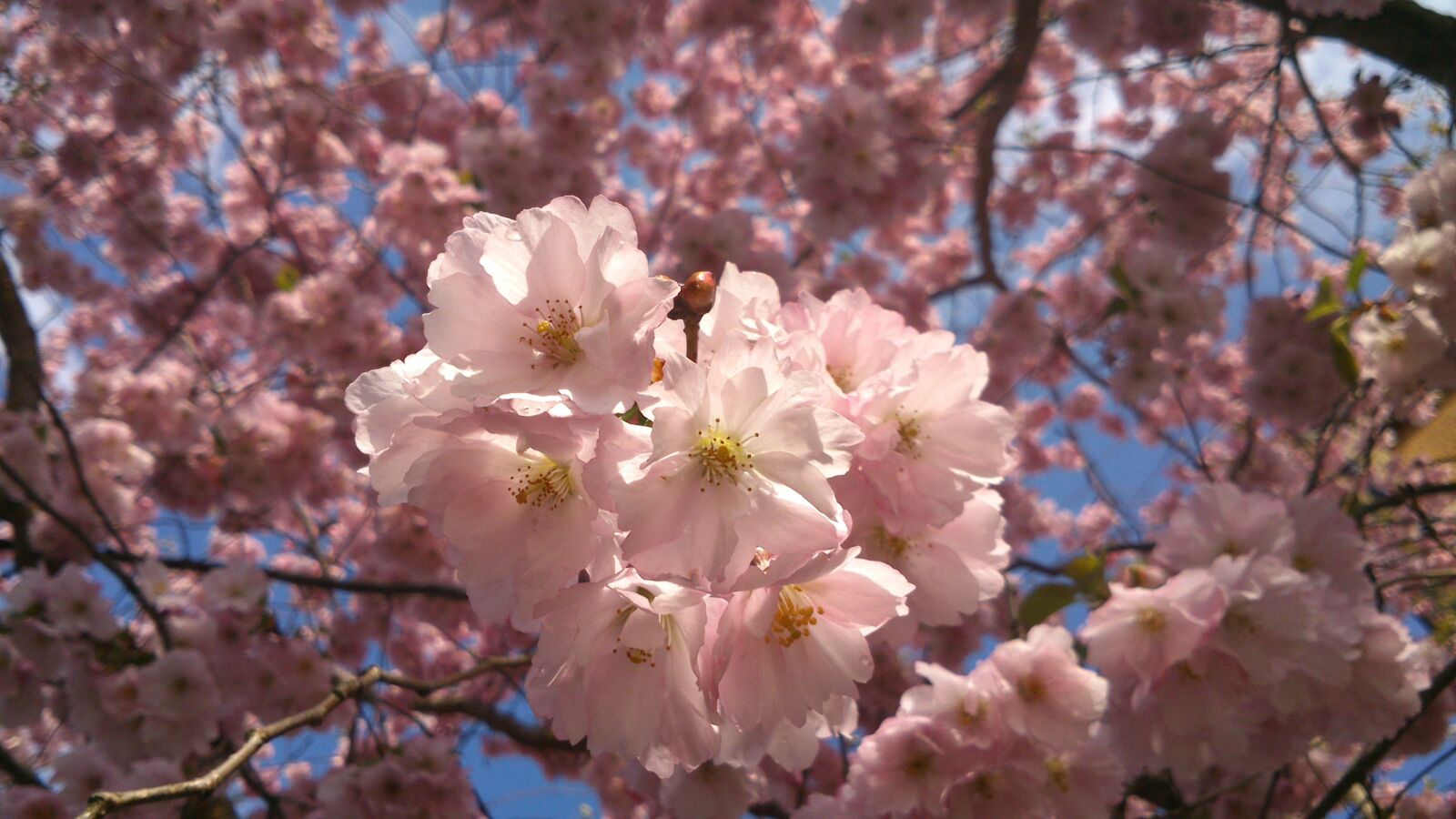 Sony Xperia P sample photo. Pink flowers, cherry trees photography