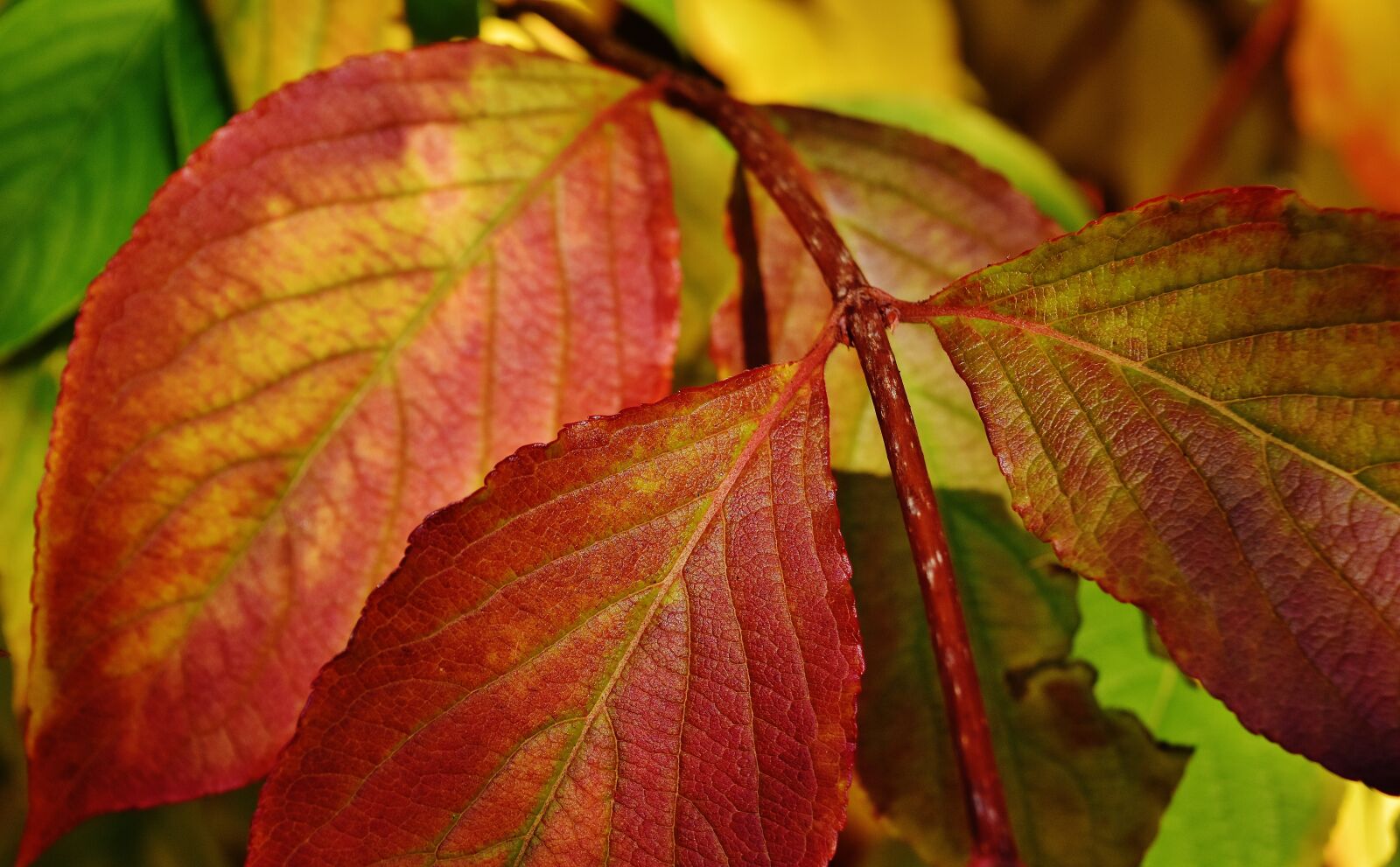 Nikon D7200 sample photo. Leaves, autumn, colorful photography