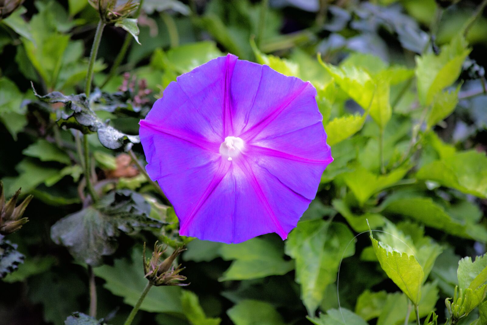 Nikon D5200 sample photo. Flower, purple, garden photography