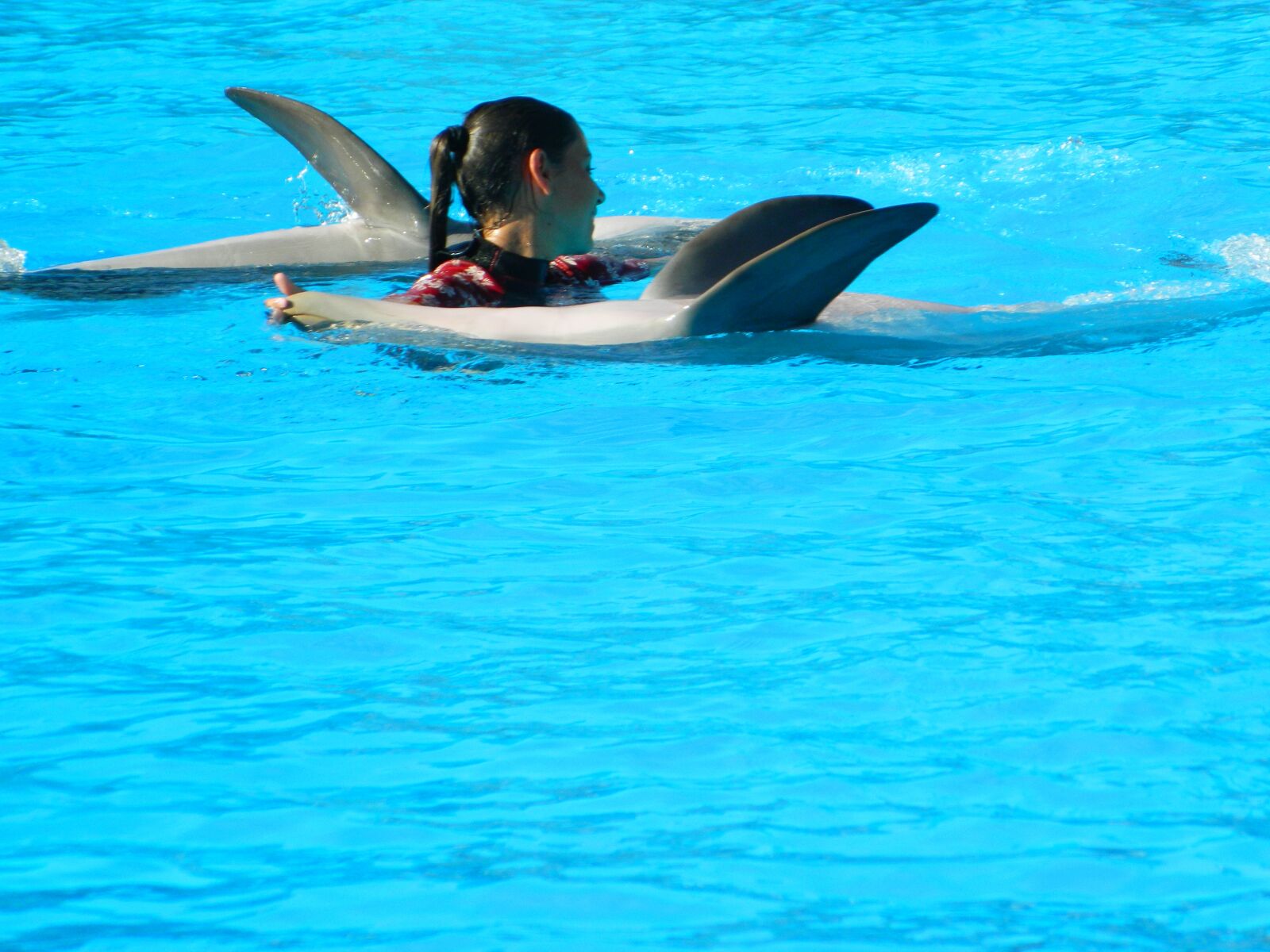 Nikon COOLPIX L310 sample photo. Animals, dolphin, marine mammal photography