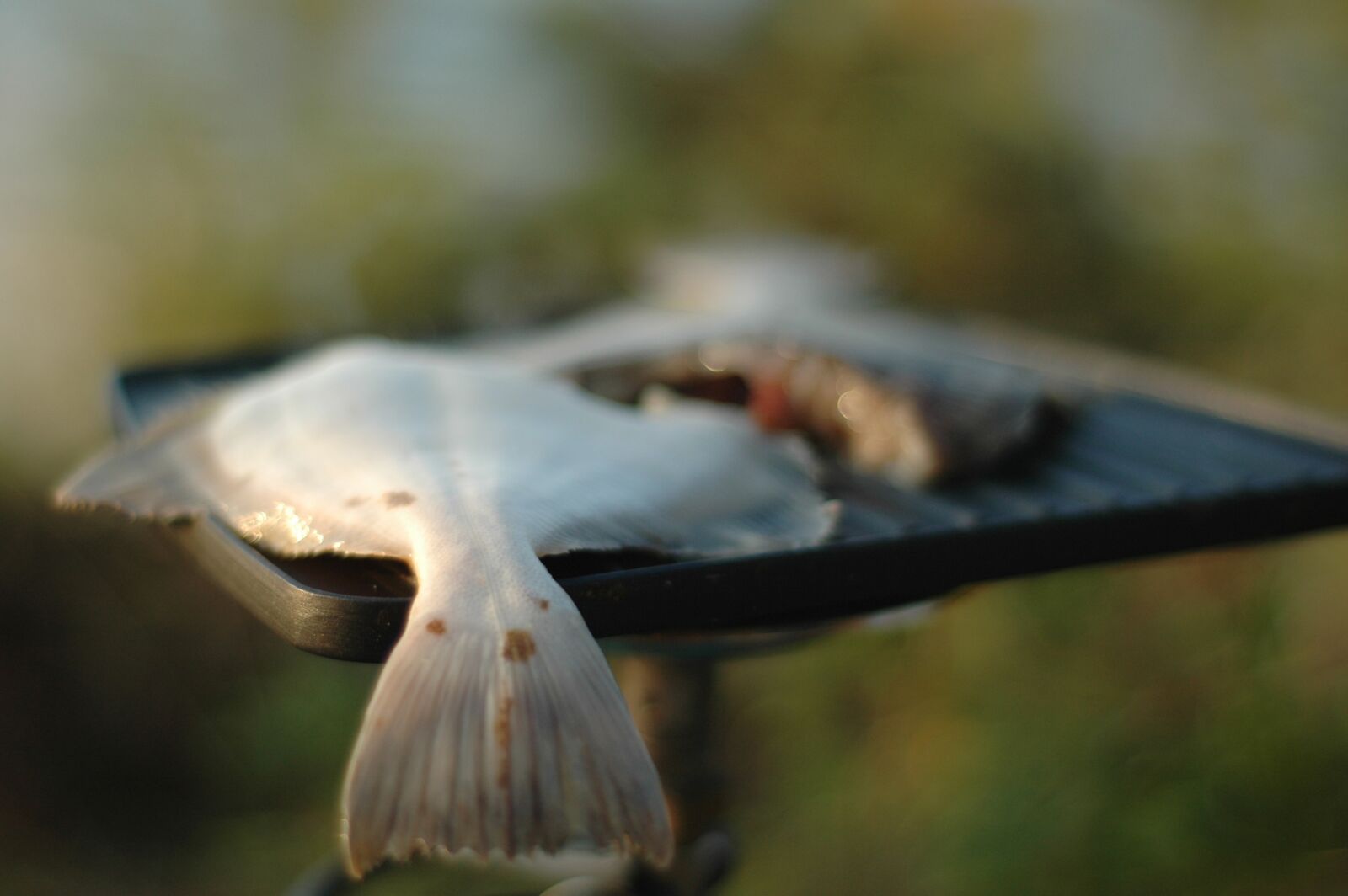 Nikon D70s sample photo. Fish, grilled, grill photography