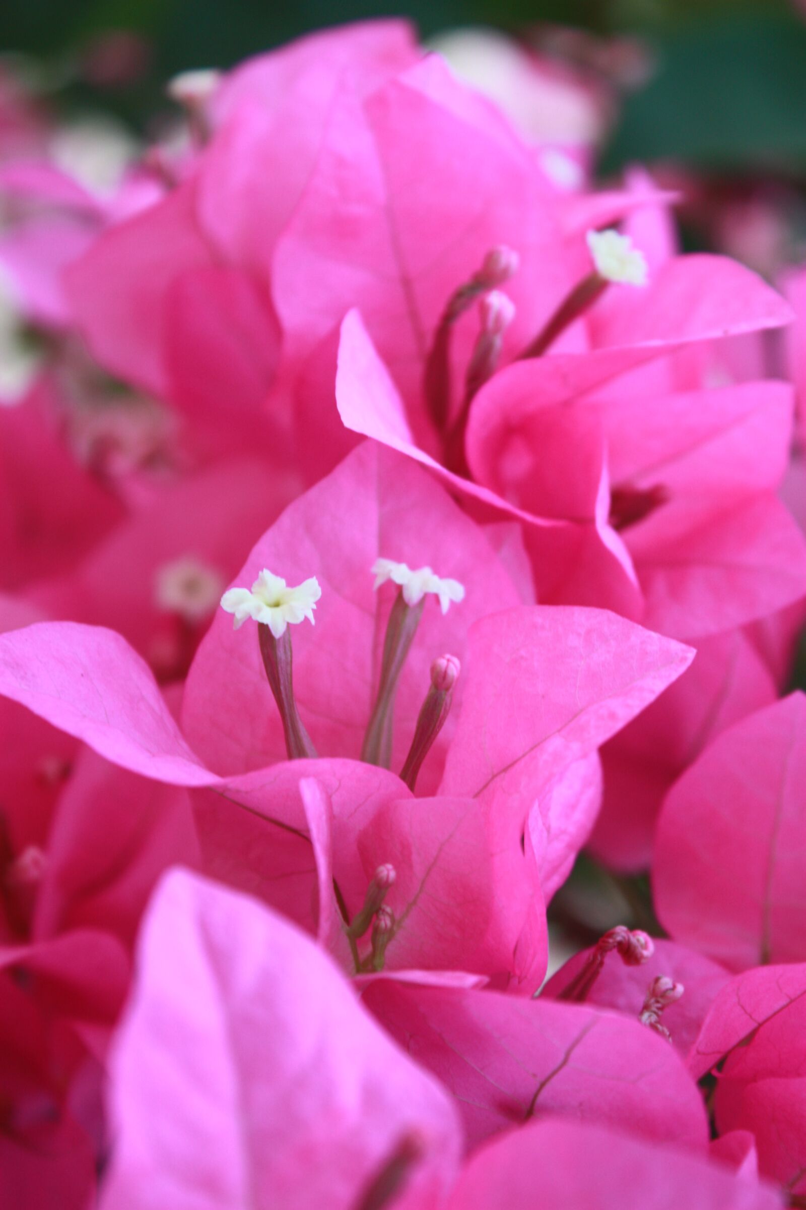 Canon EOS 450D (EOS Rebel XSi / EOS Kiss X2) sample photo. ดอกไม้, ฤดูร้อน, font style vertical-align inherit photography