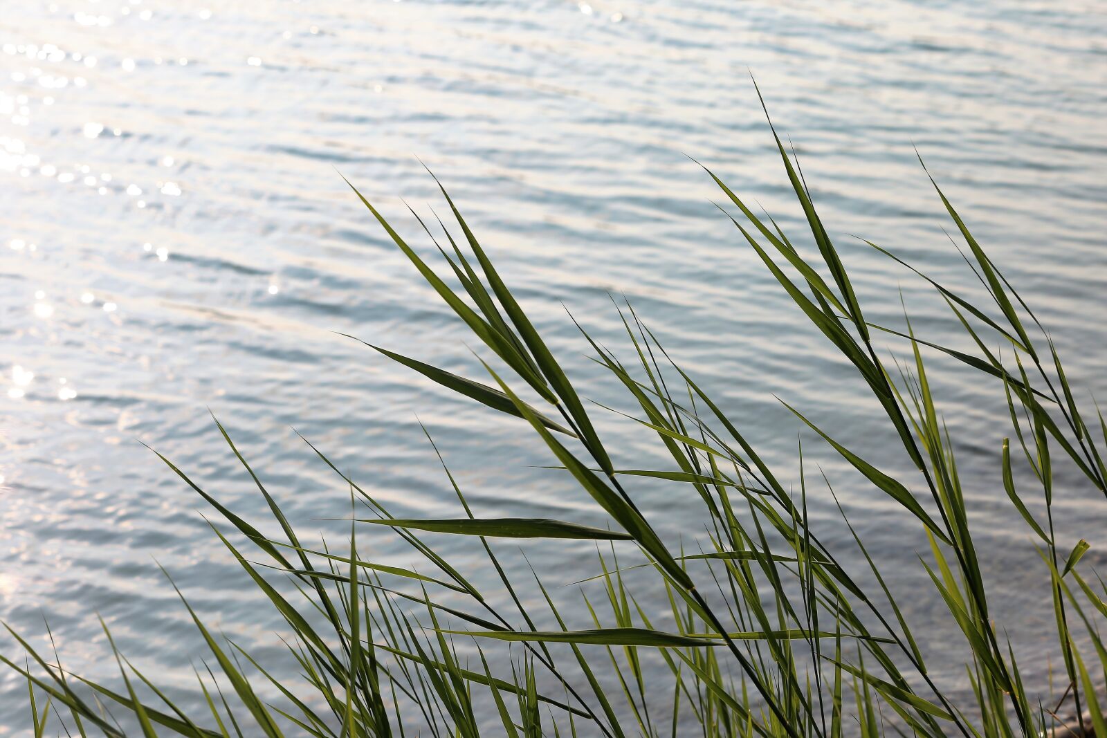 Canon EF 70-300 F4-5.6 IS II USM sample photo. Lake, water, cane photography