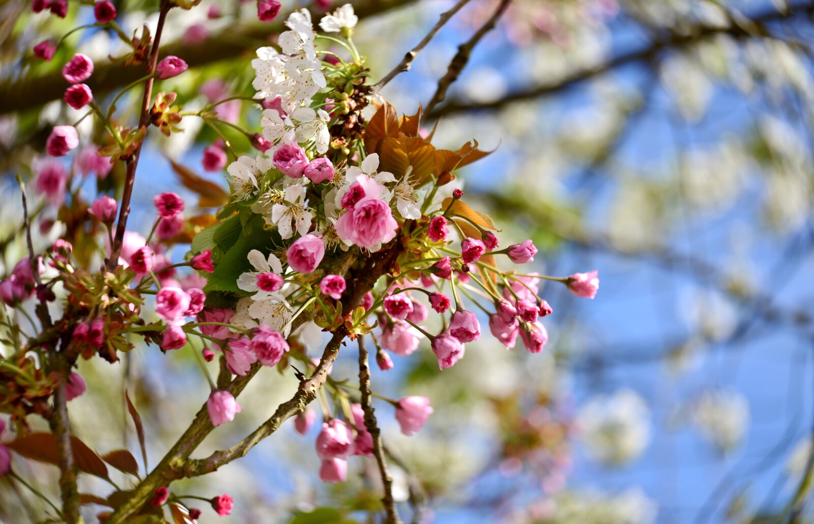 Nikon D600 sample photo. Blossom, spring, bloom photography