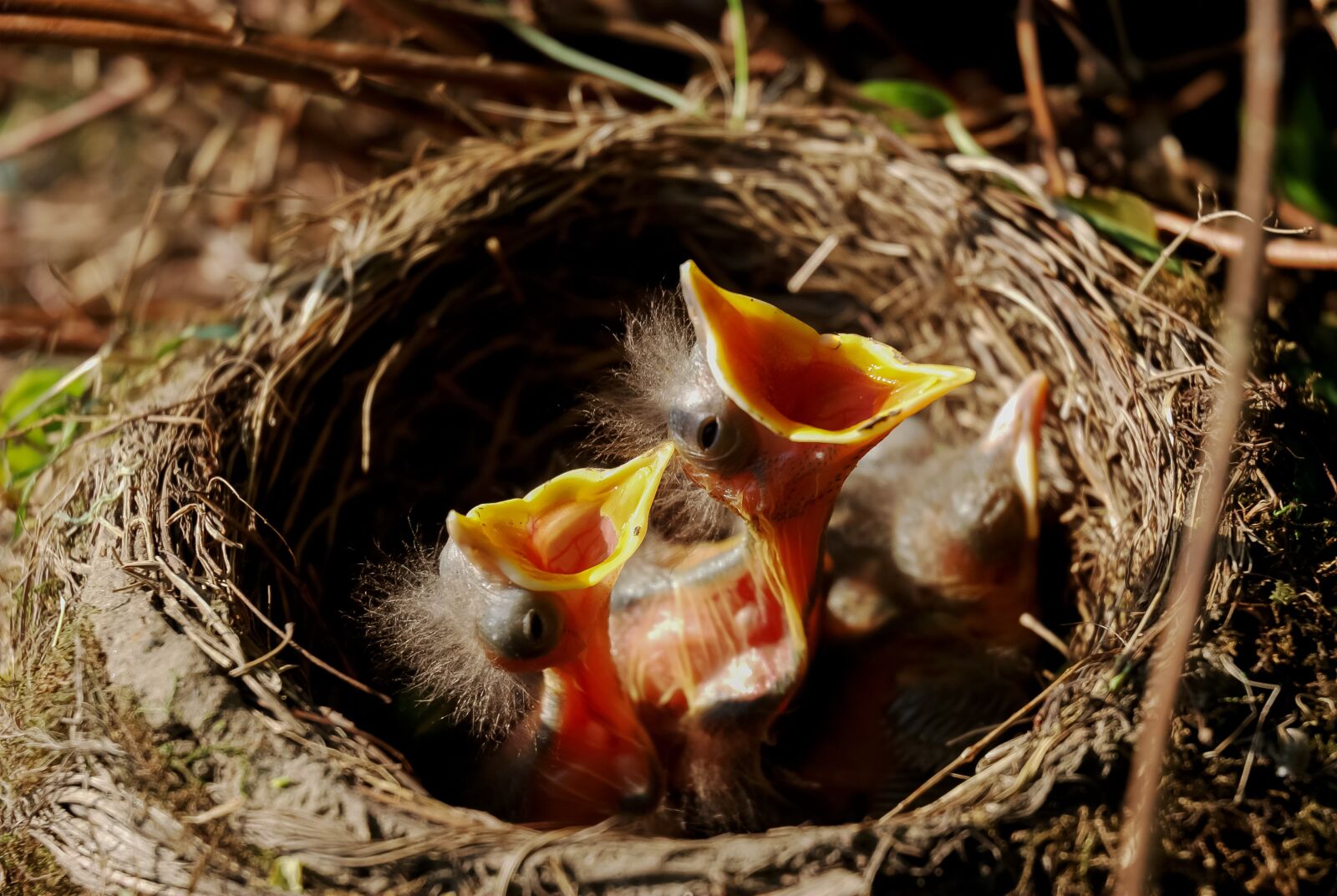 Nikon D80 sample photo. Nest, chicks, bird's nest photography