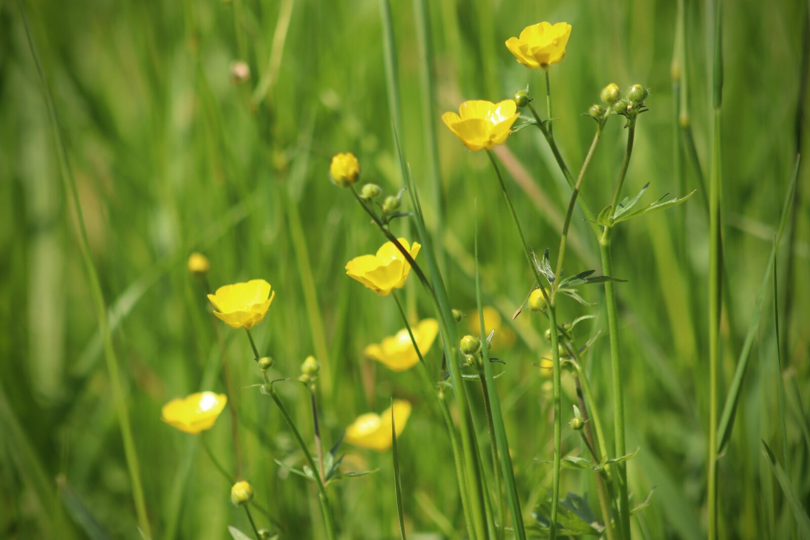 Canon EOS 800D (EOS Rebel T7i / EOS Kiss X9i) sample photo. Meadow, buttercup, flowers photography