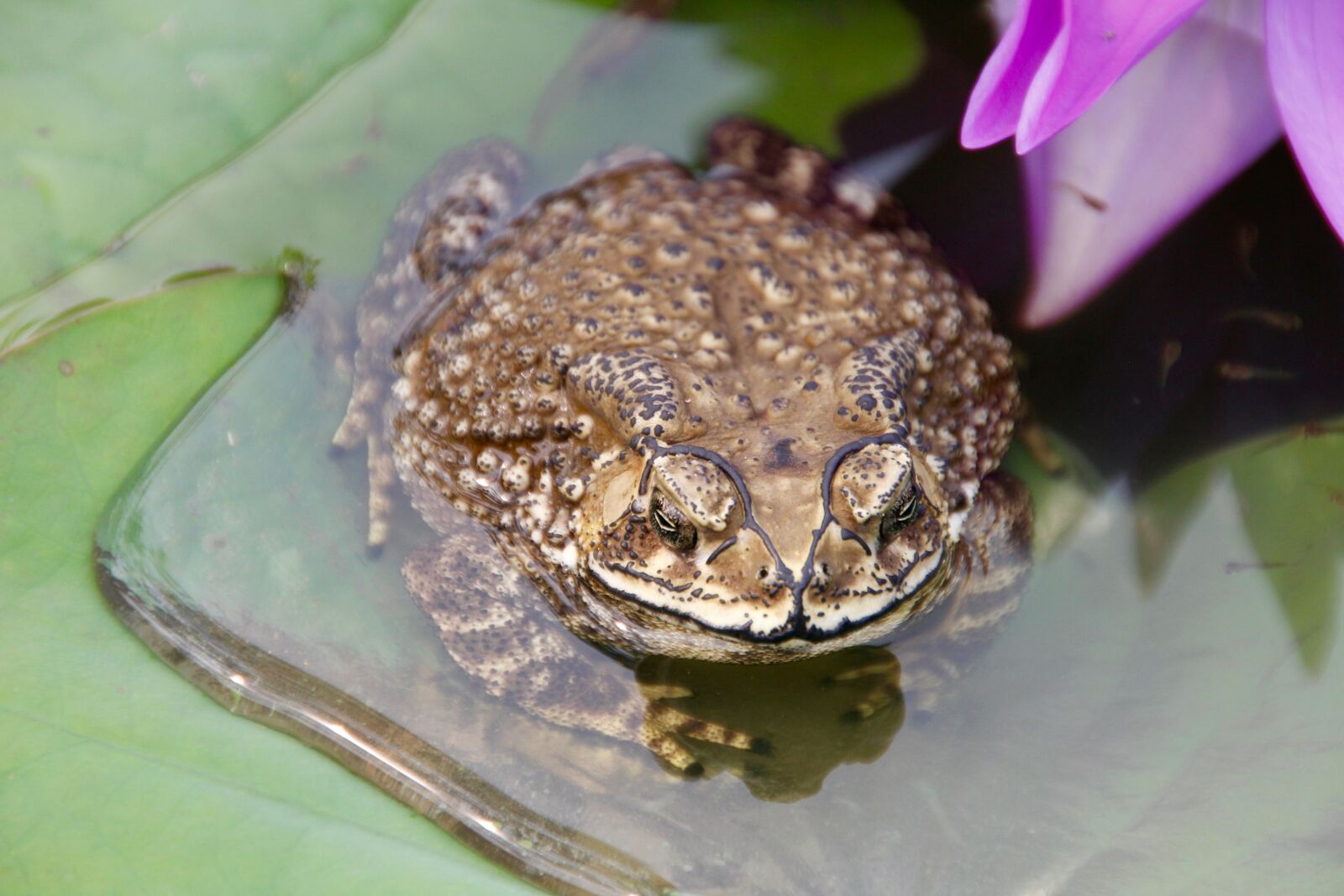 Canon EOS 60D sample photo. Toad, frog, tadpoles photography
