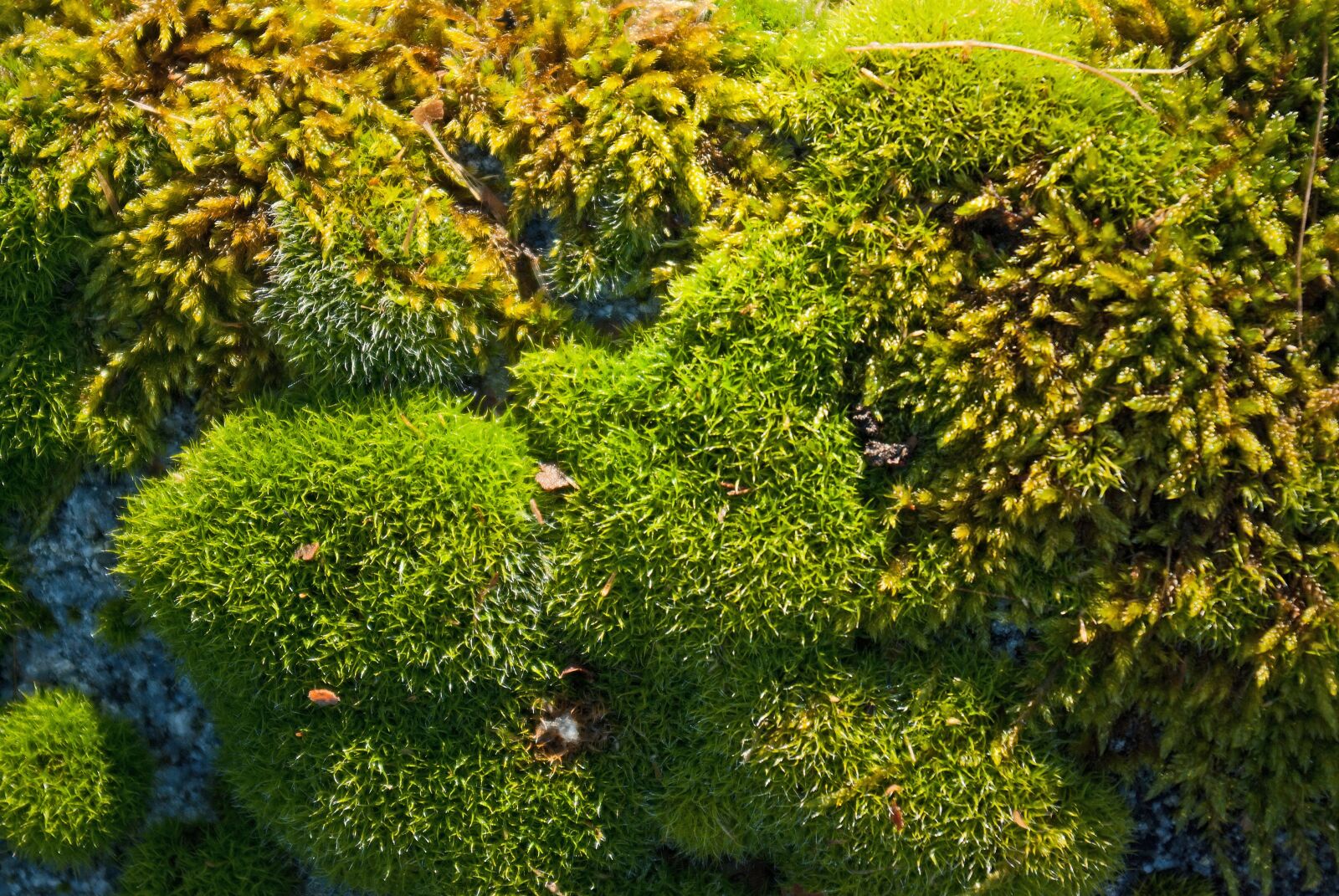 Pentax K10D sample photo. Lichen, moss, nature photography