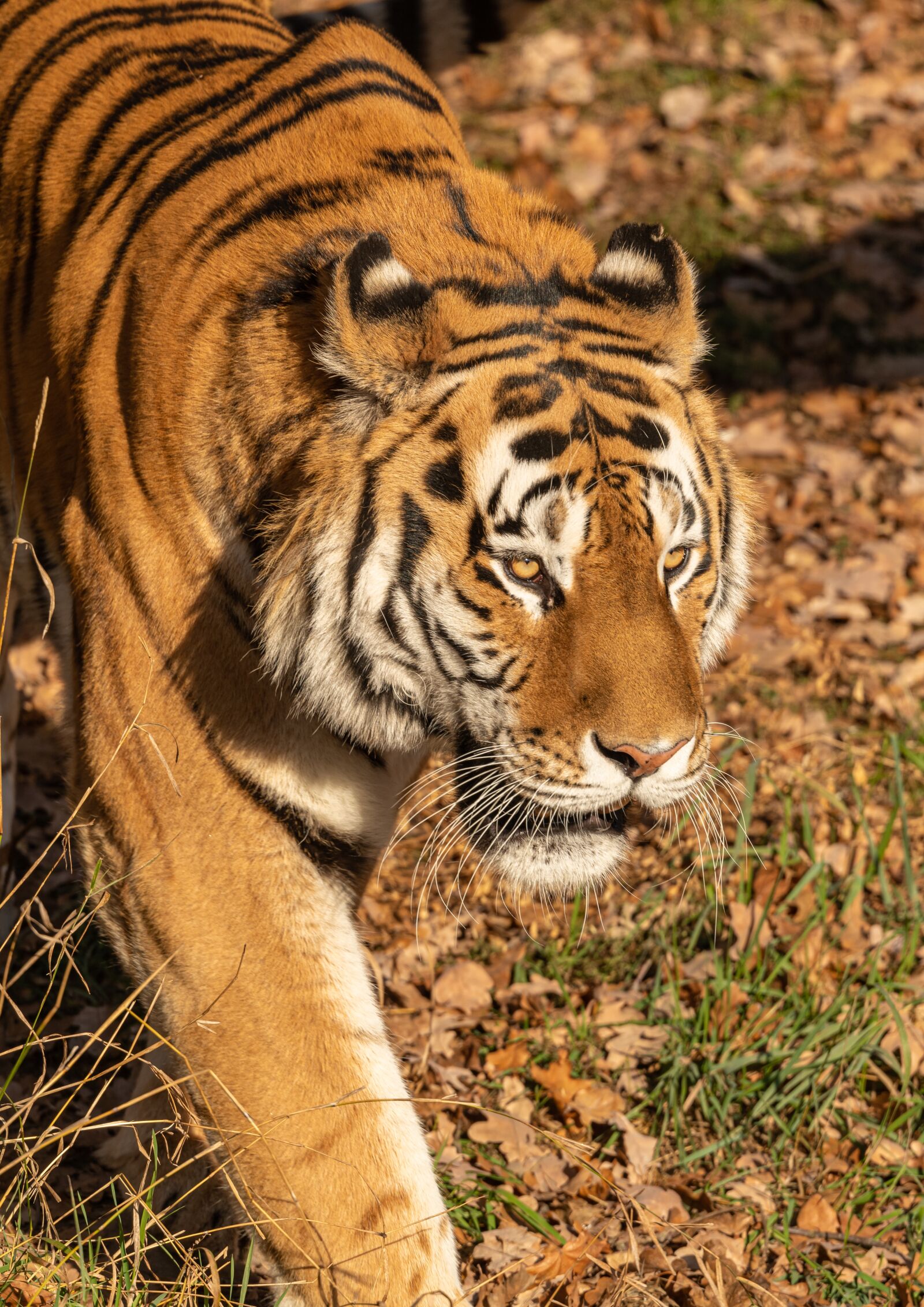 Nikon D850 sample photo. Tiger, portrait, head photography