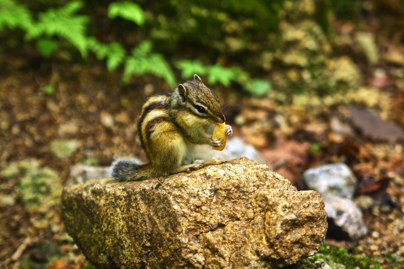Canon EOS 40D sample photo. Squirrel, mountain, nature photography